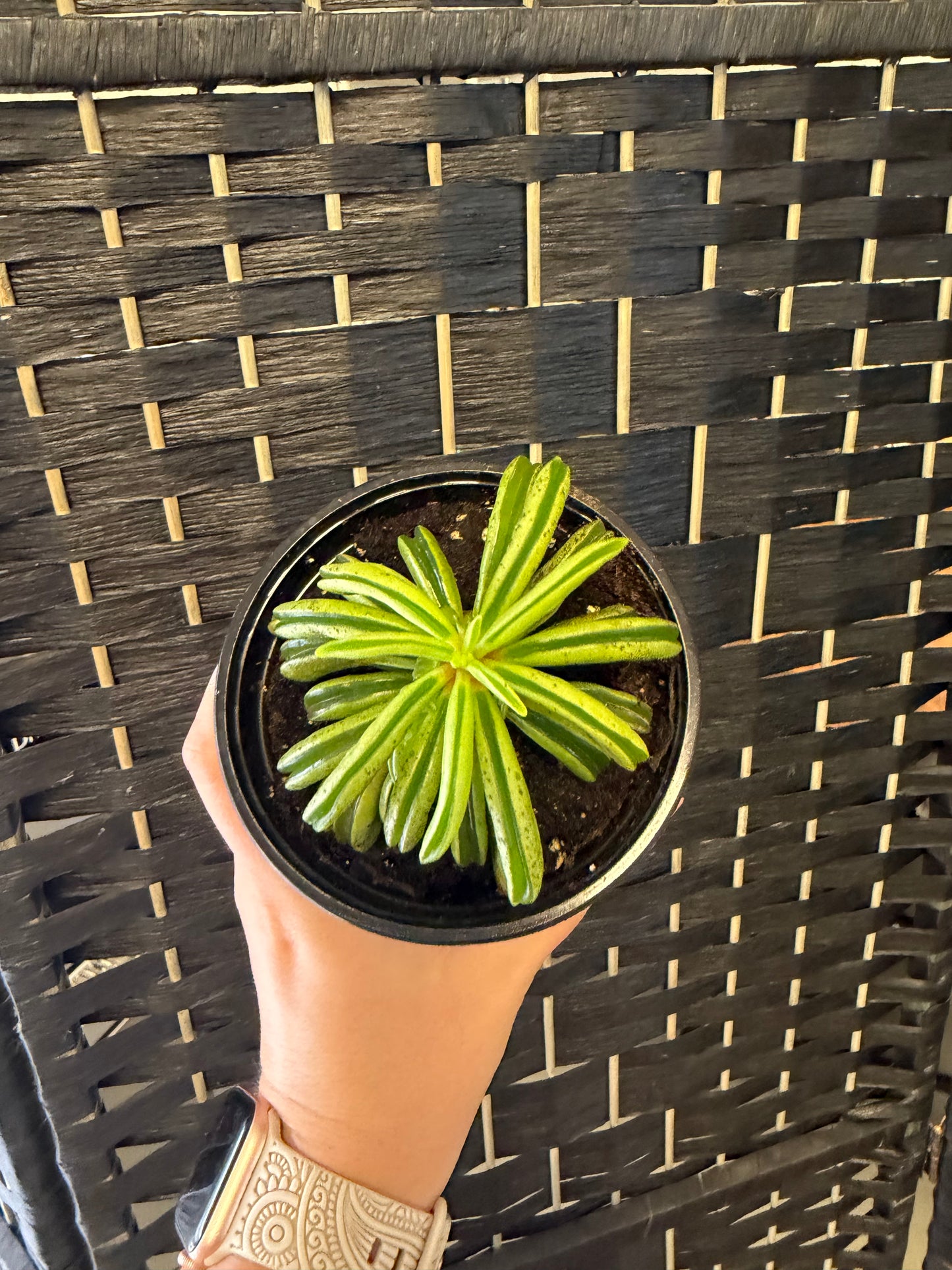 Firesparks Peperomia4in