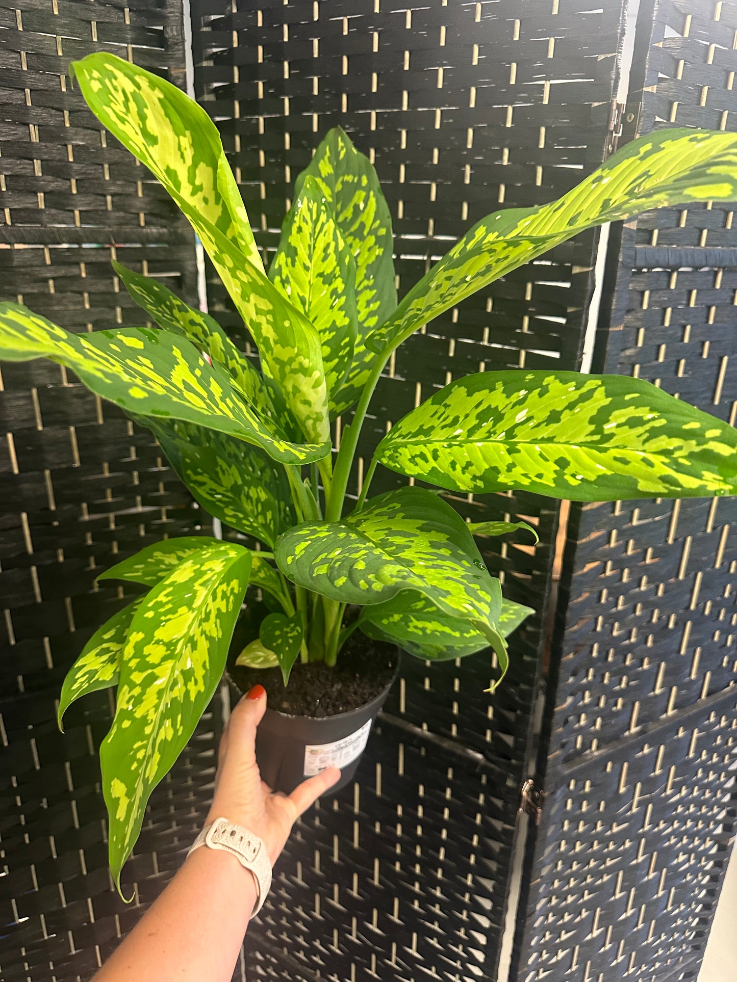 Reflector Dieffenbachia 6in