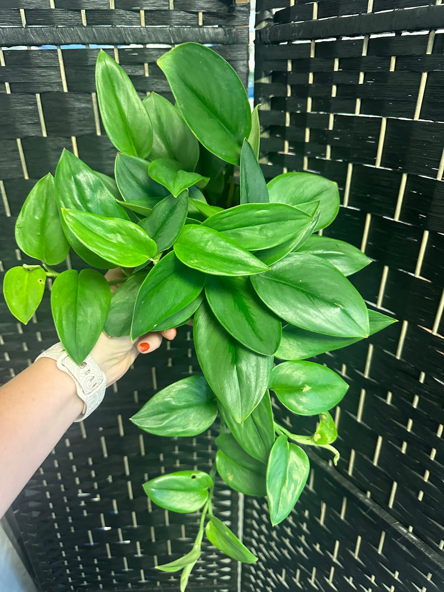 Sterling Scindapsus 6in