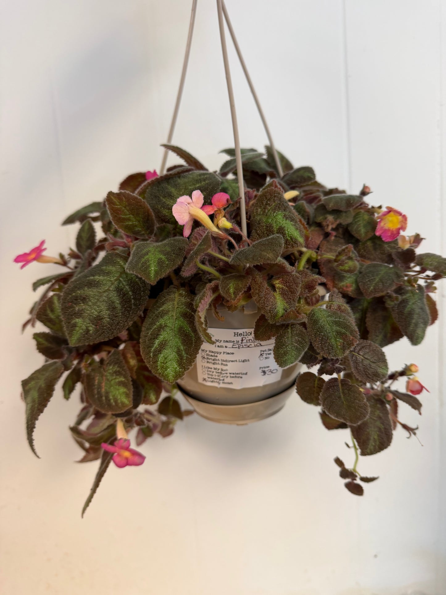 Pink Panther Episcia 6in