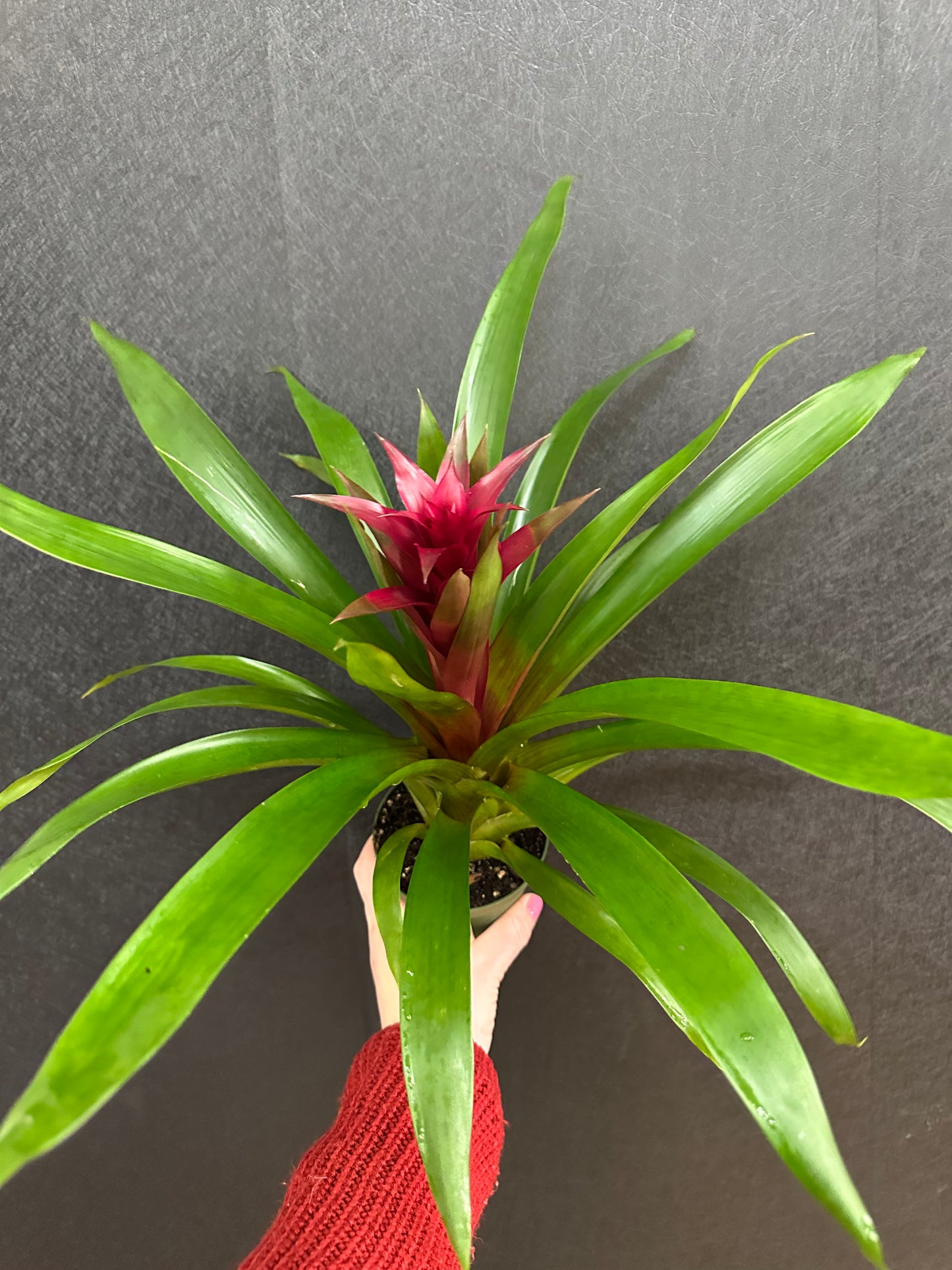 Bromeliad 4in