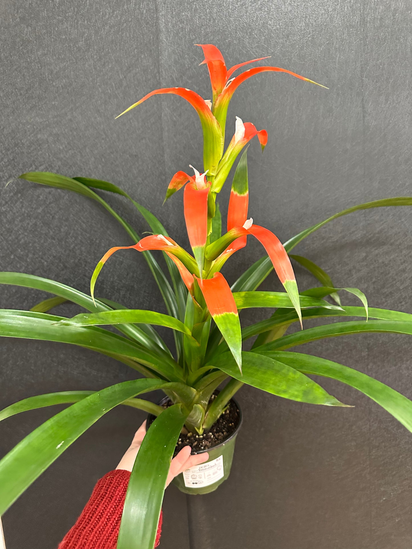 Bromeliad 6in