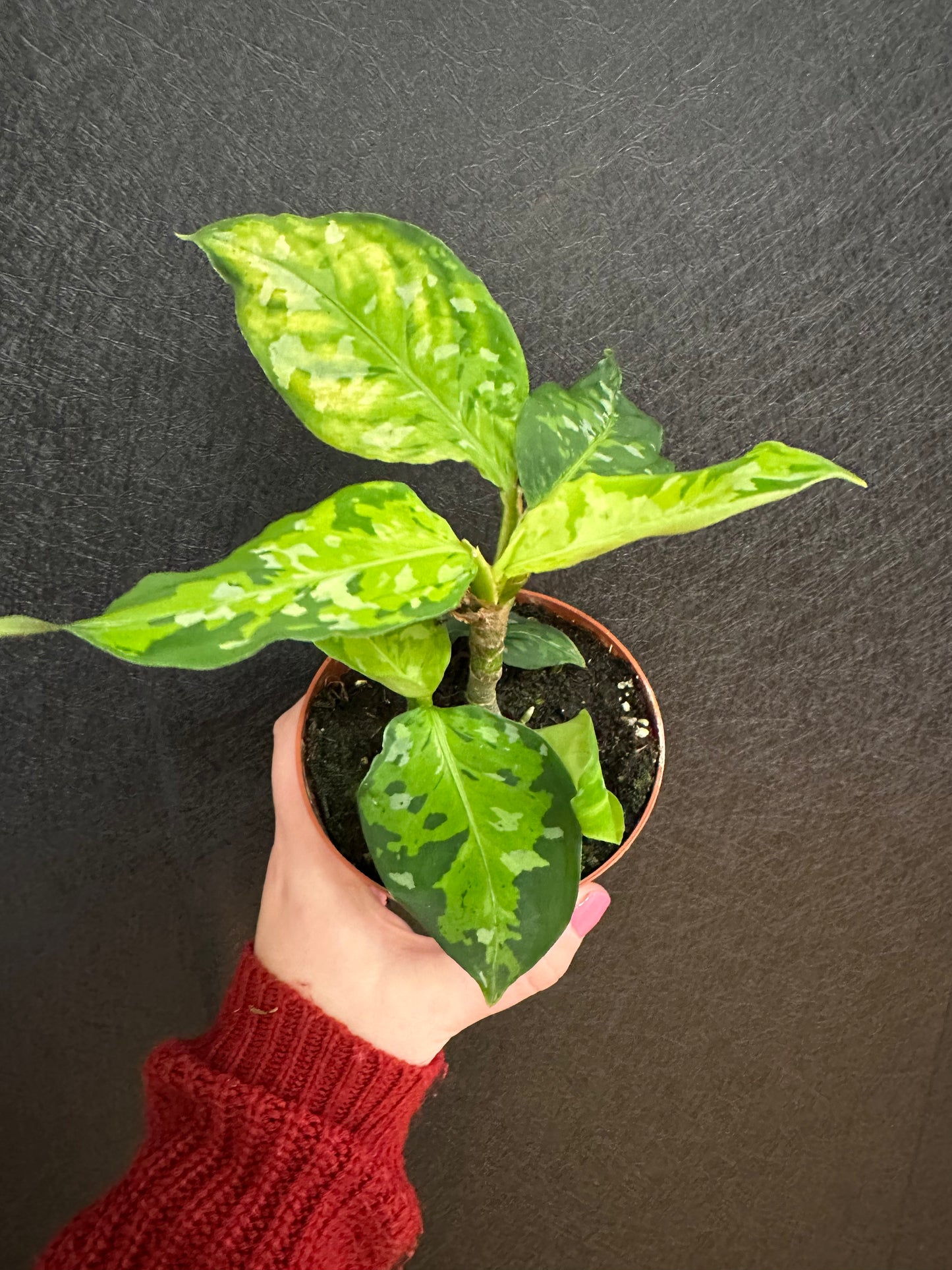 Pictum Tricolor Aglaonema 4in