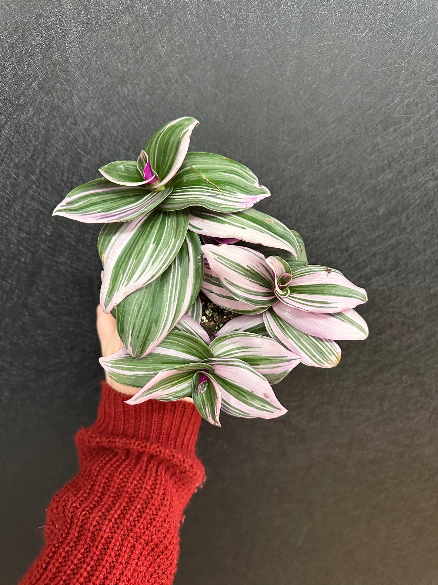 Bubblegum Tradescantia 4in