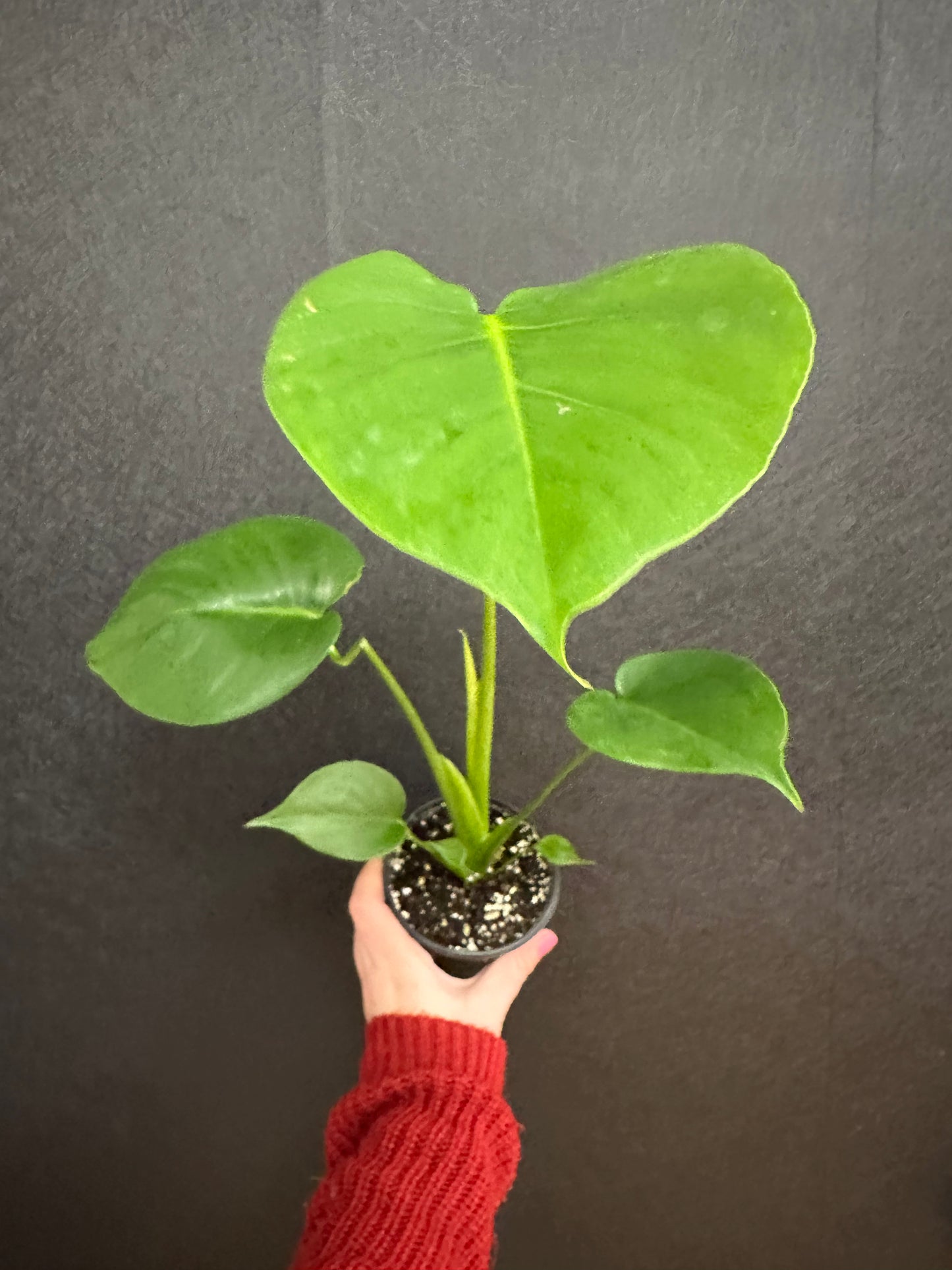 Monstera Deliciosa 4in