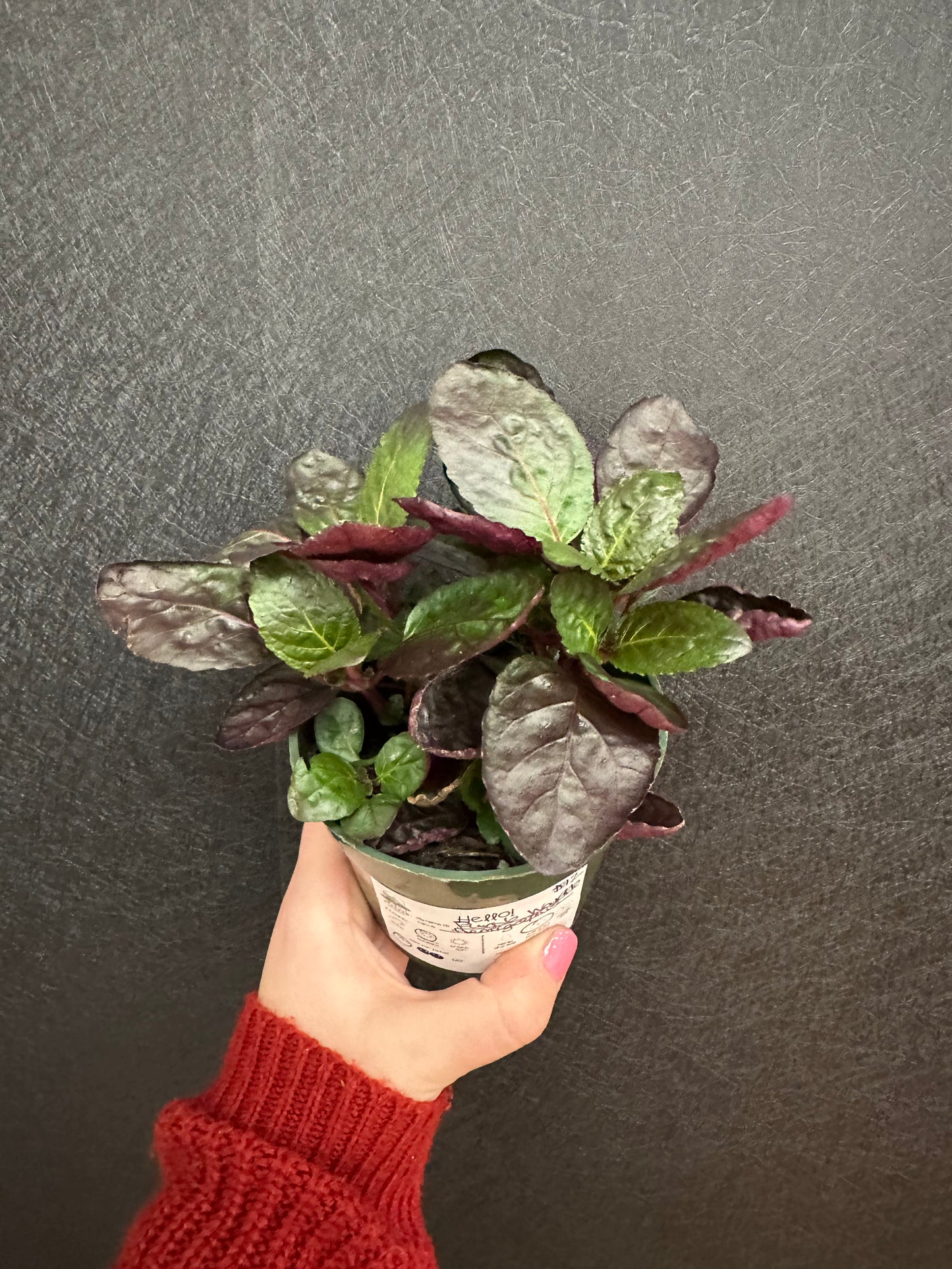 Purple Waffle Plant 4in
