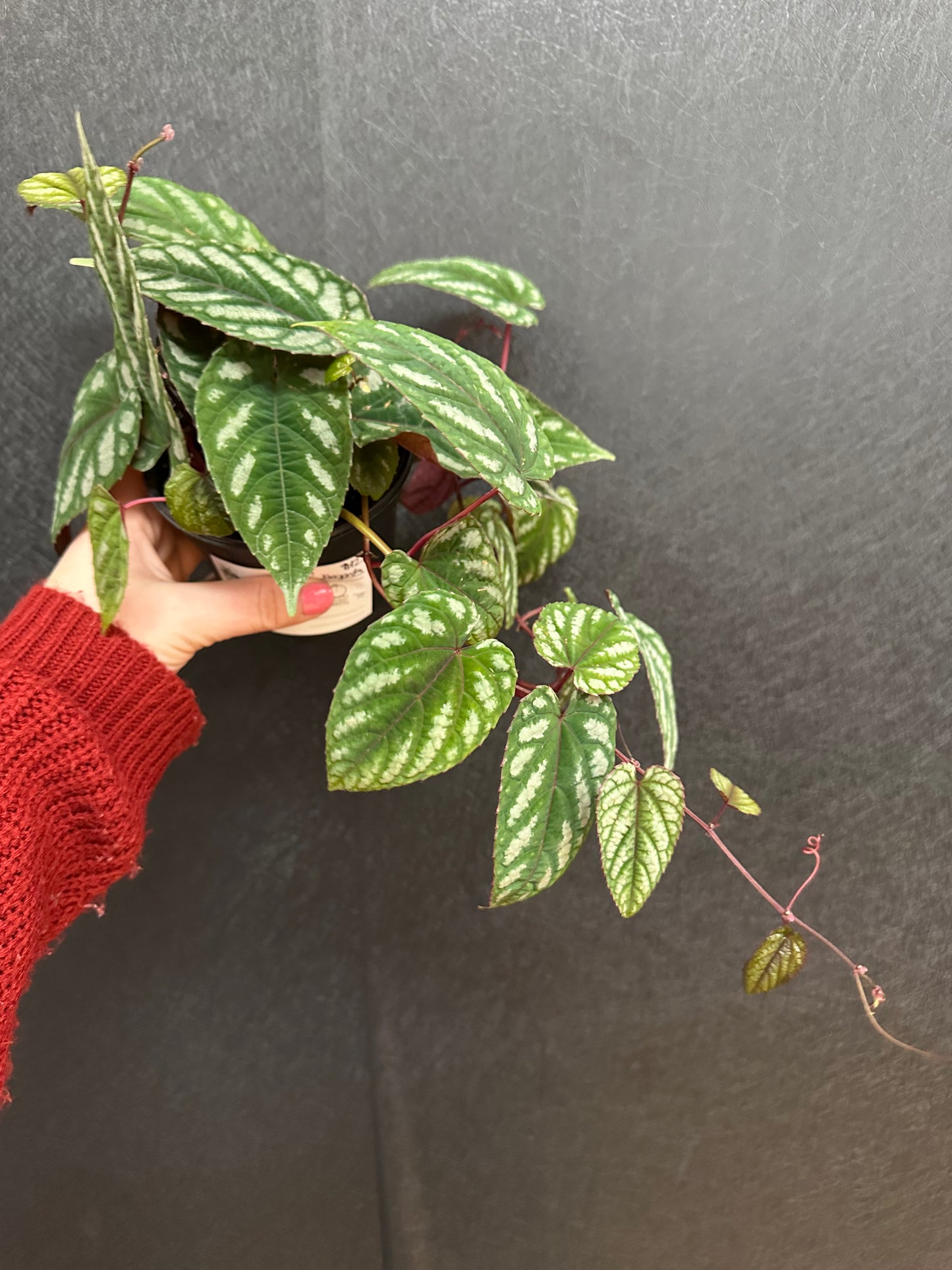 Rex Begonia Vine 4in