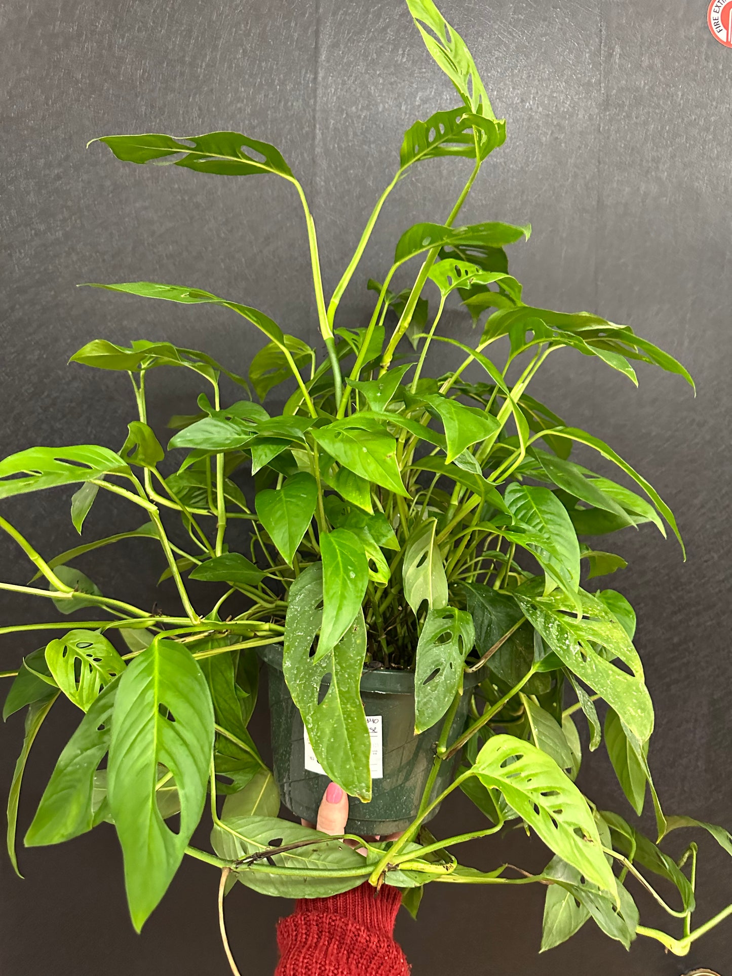 Monstera Swiss Cheese 8in