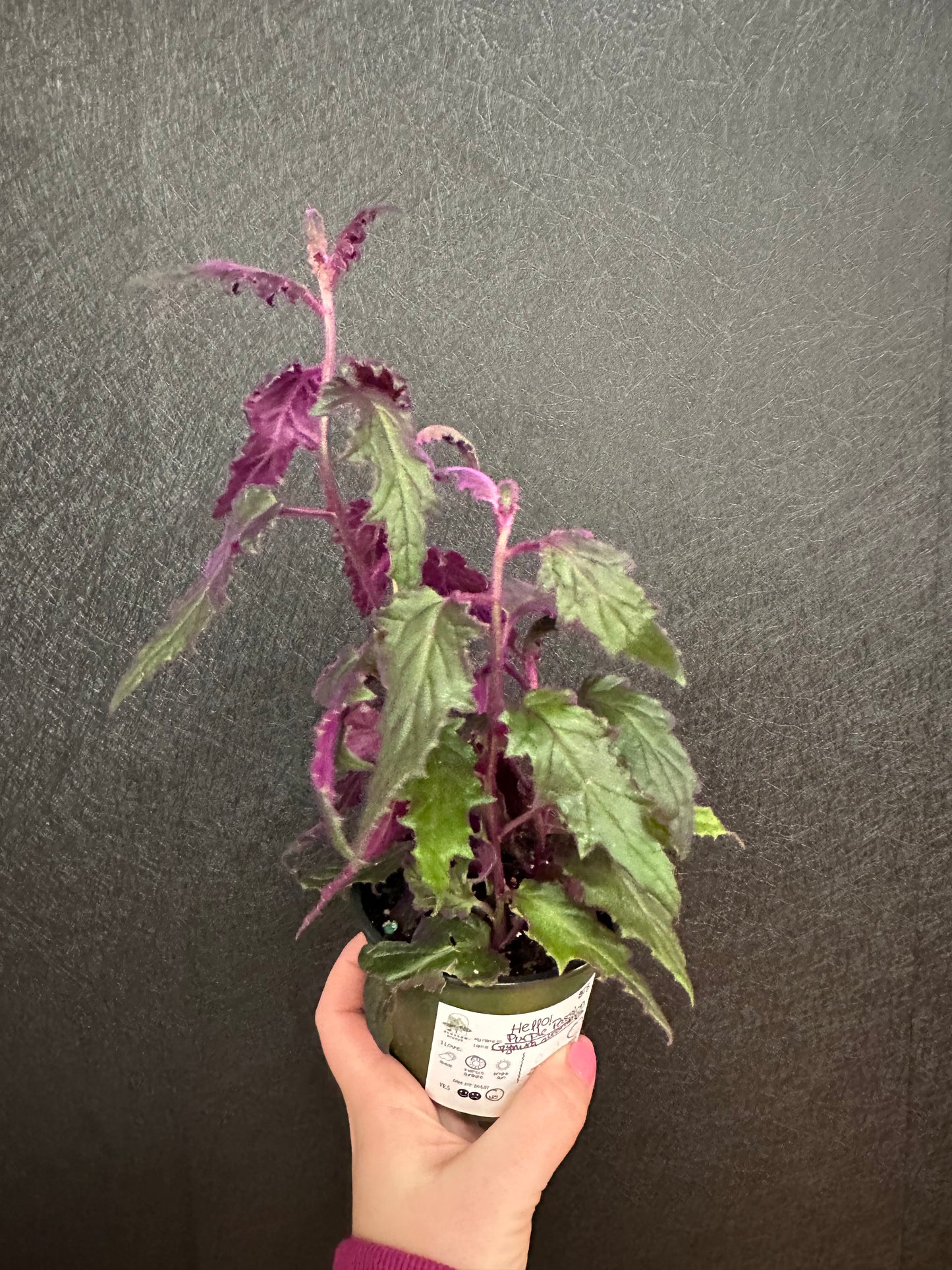 Purple Passion Plant 4in