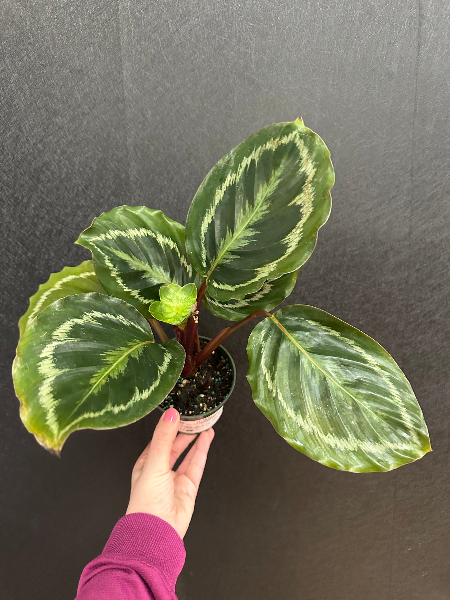 Medallion Calathea 4in
