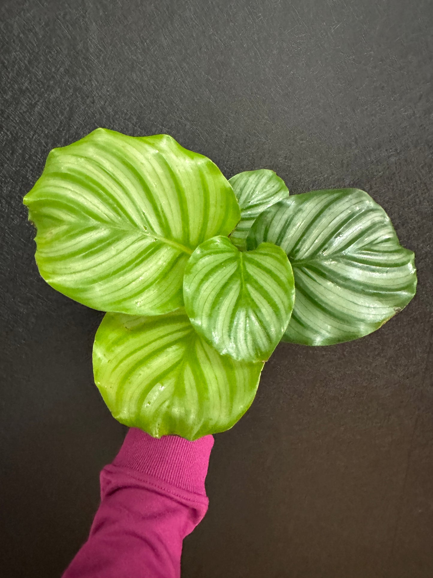 Orbit Peacock Calathea 4in