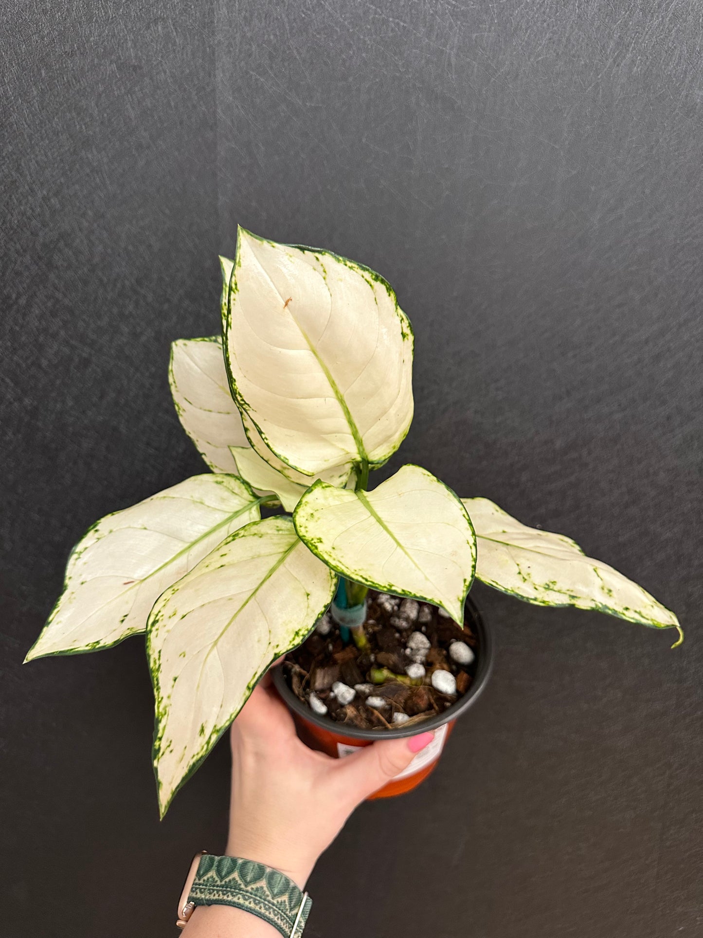 Super White Aglaonema 6in