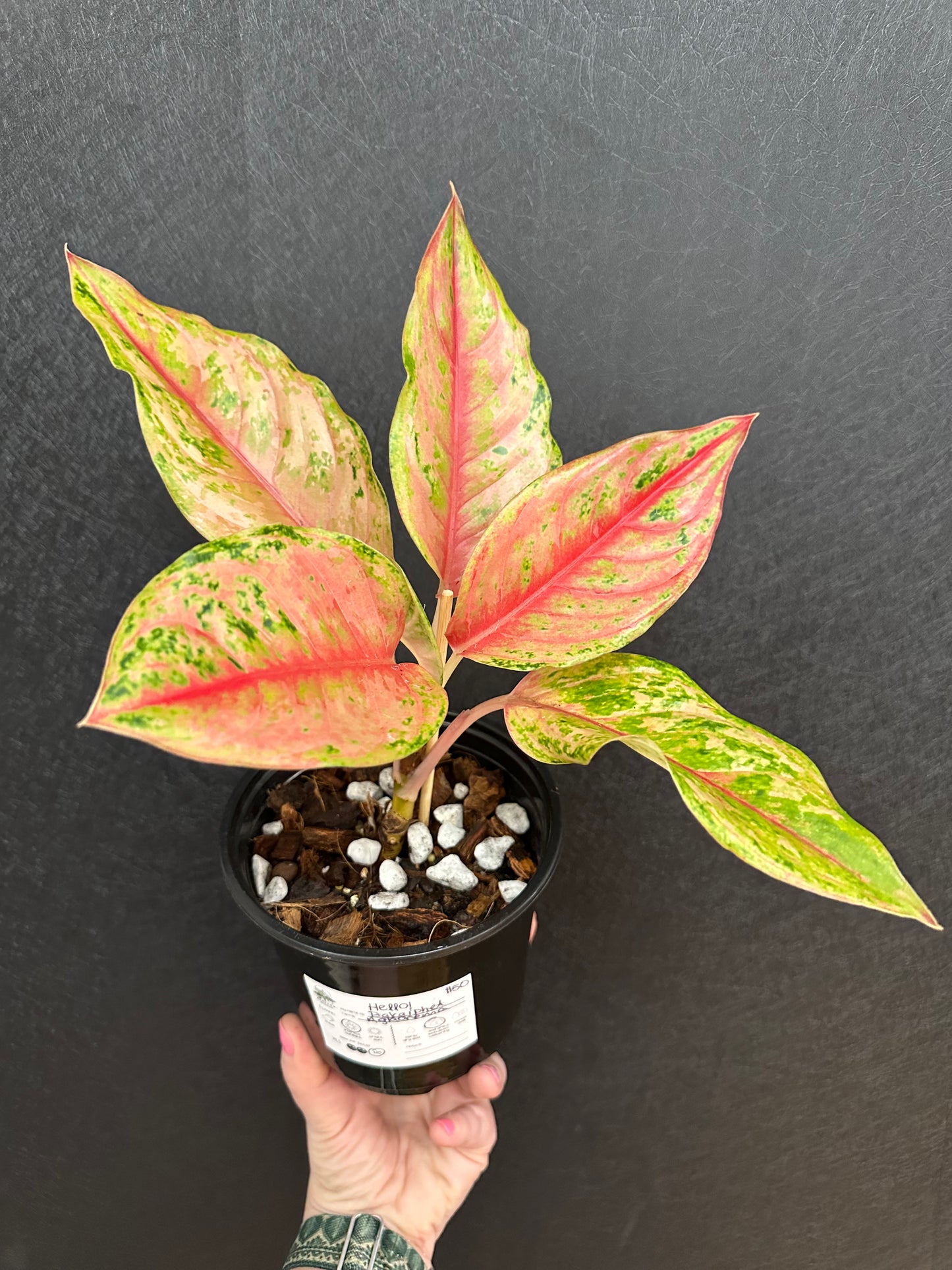 Prakaiphet Aglaonema 6in