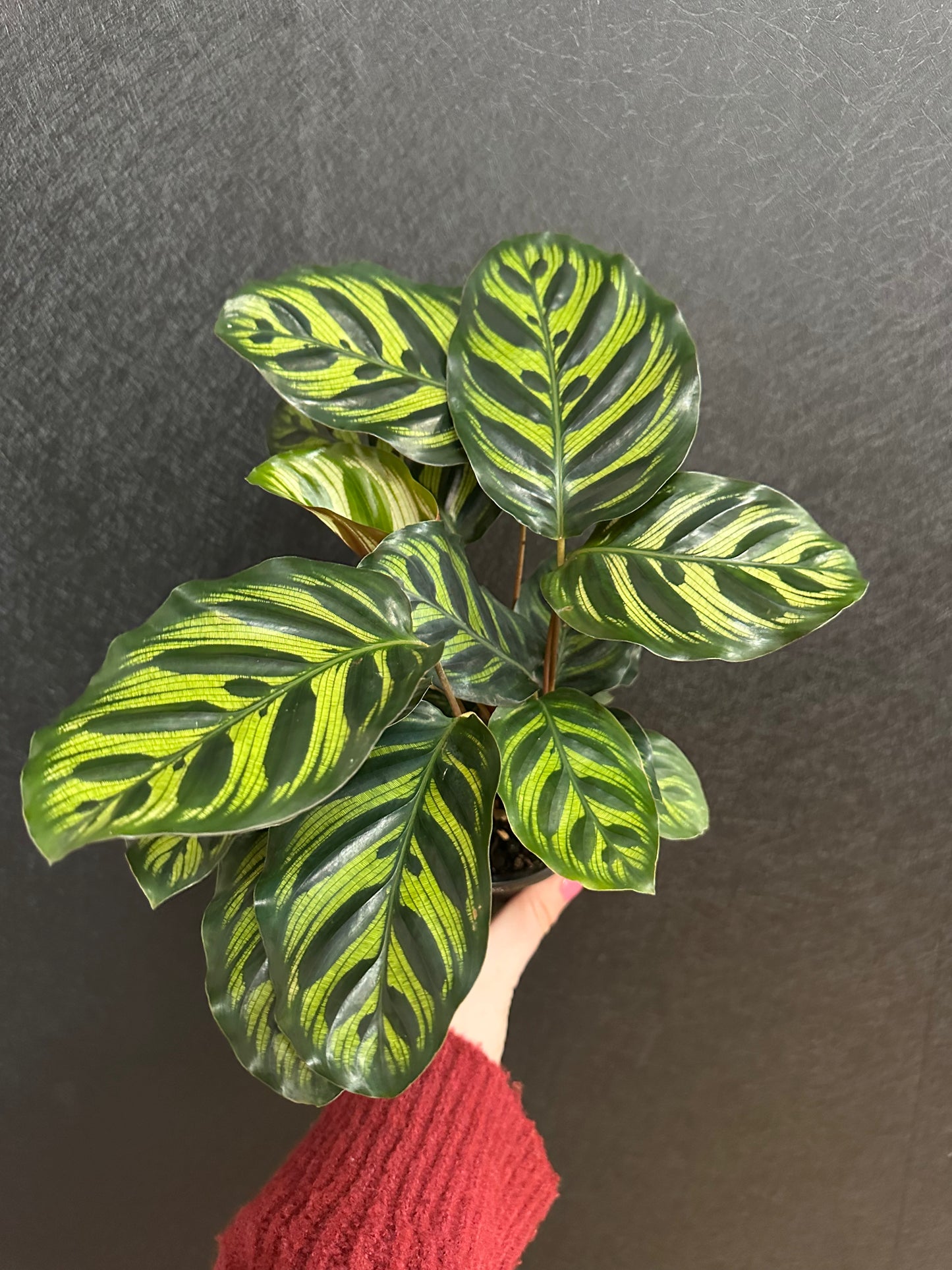 Makoyana Calathea 4in