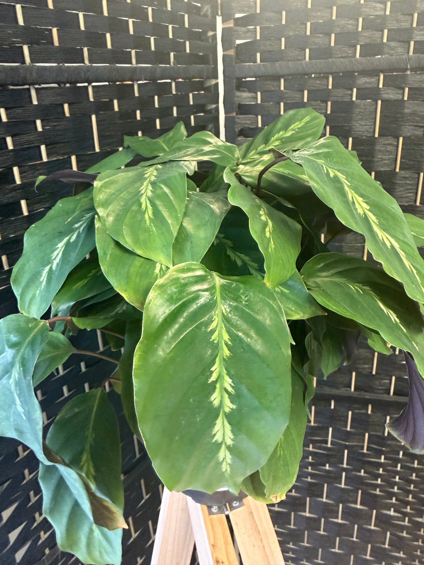 Maui Queen Calathea 6in