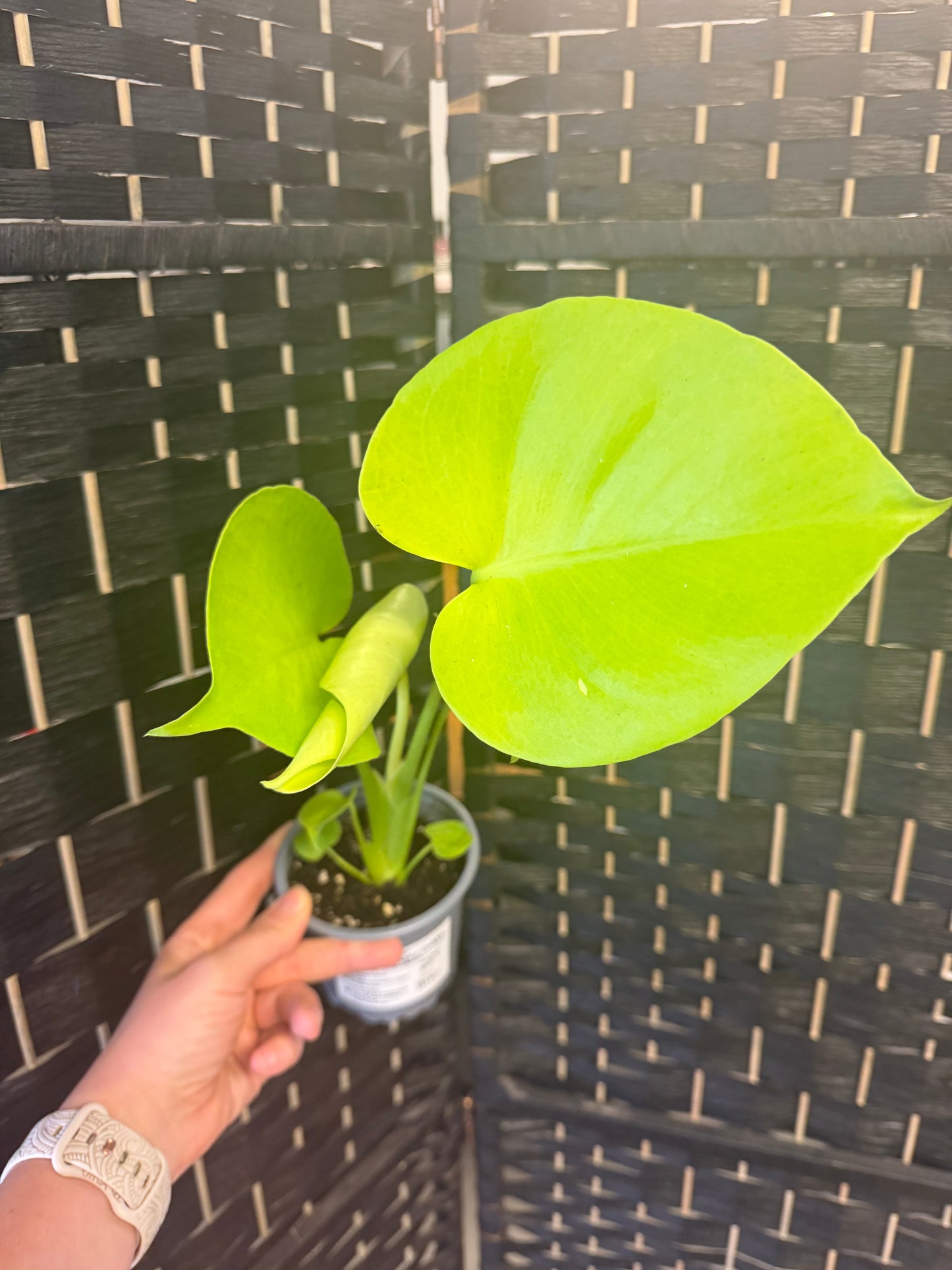 Super Golden Monstera 4in