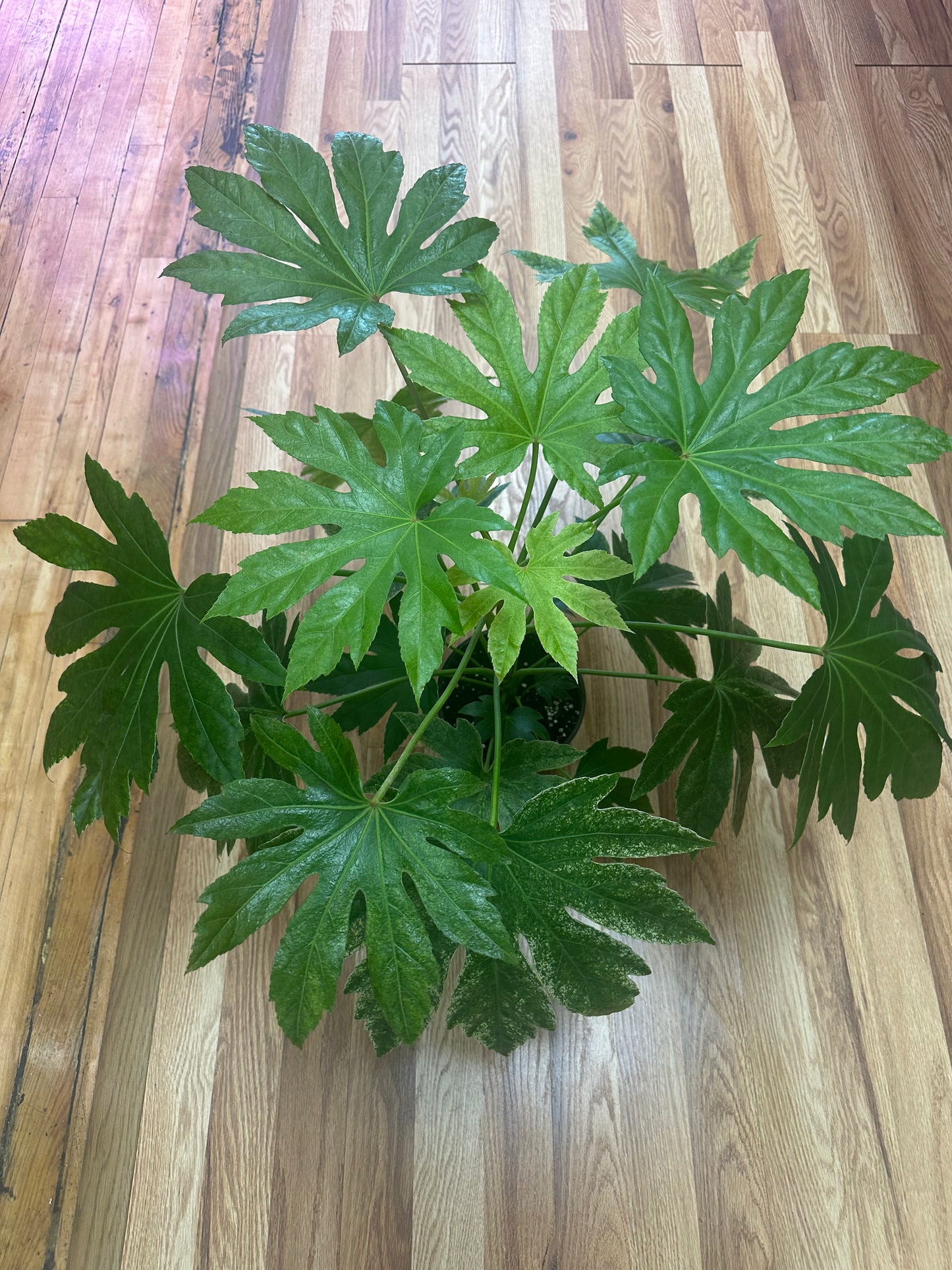 Fatsia Variegated 6in