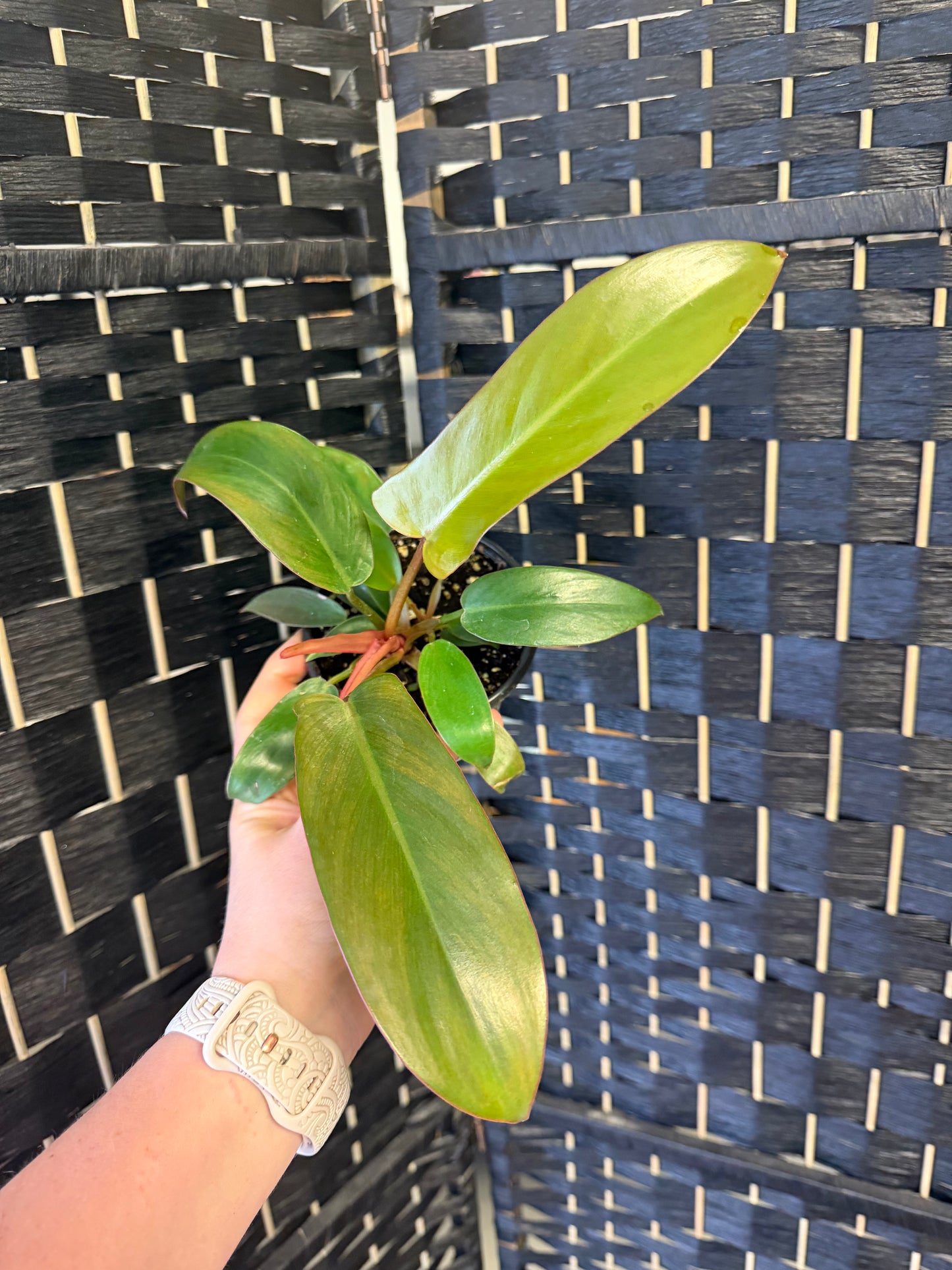 Sayaka Philodendron 4in