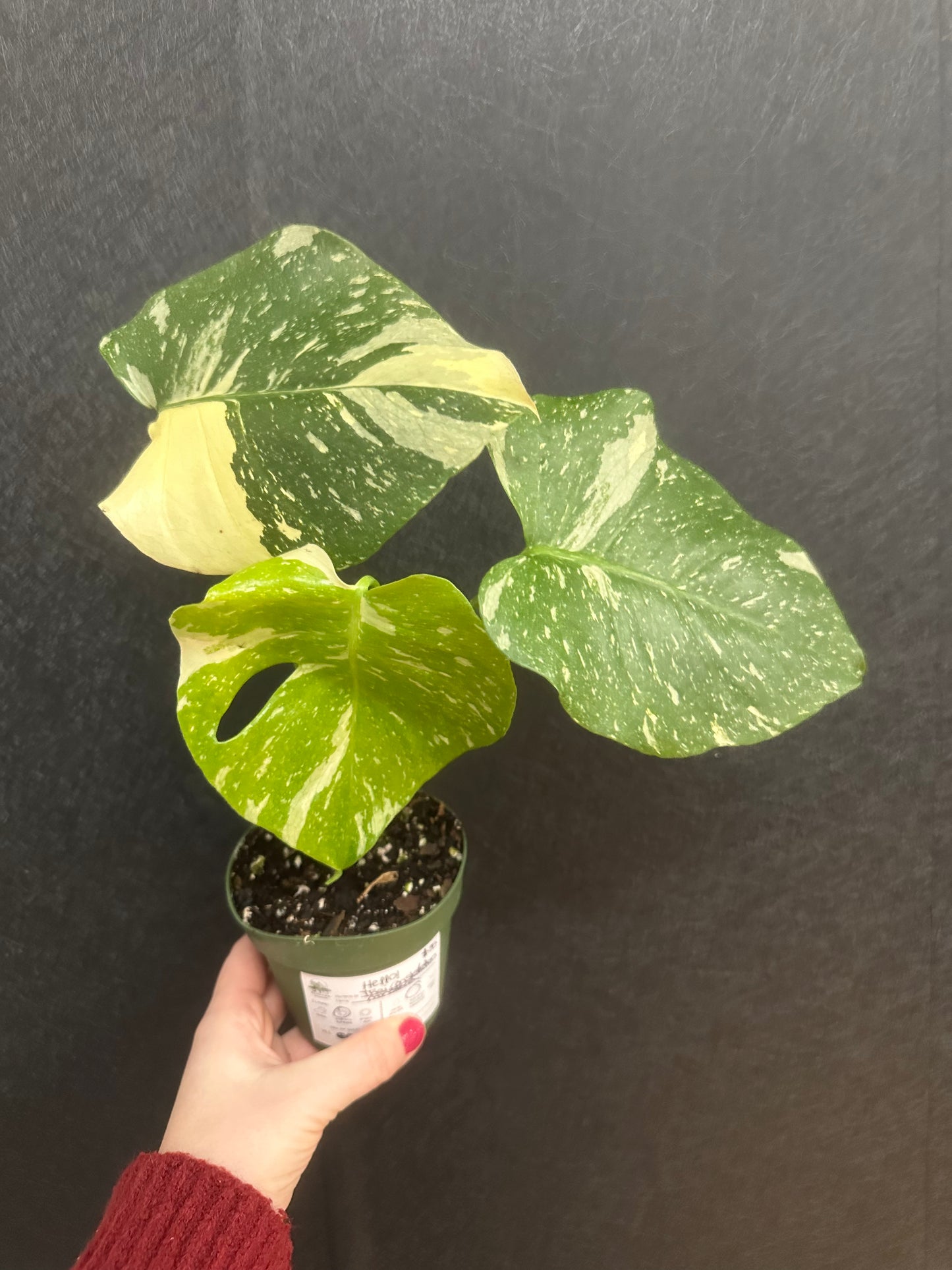 Monstera Thai Constellation 4in