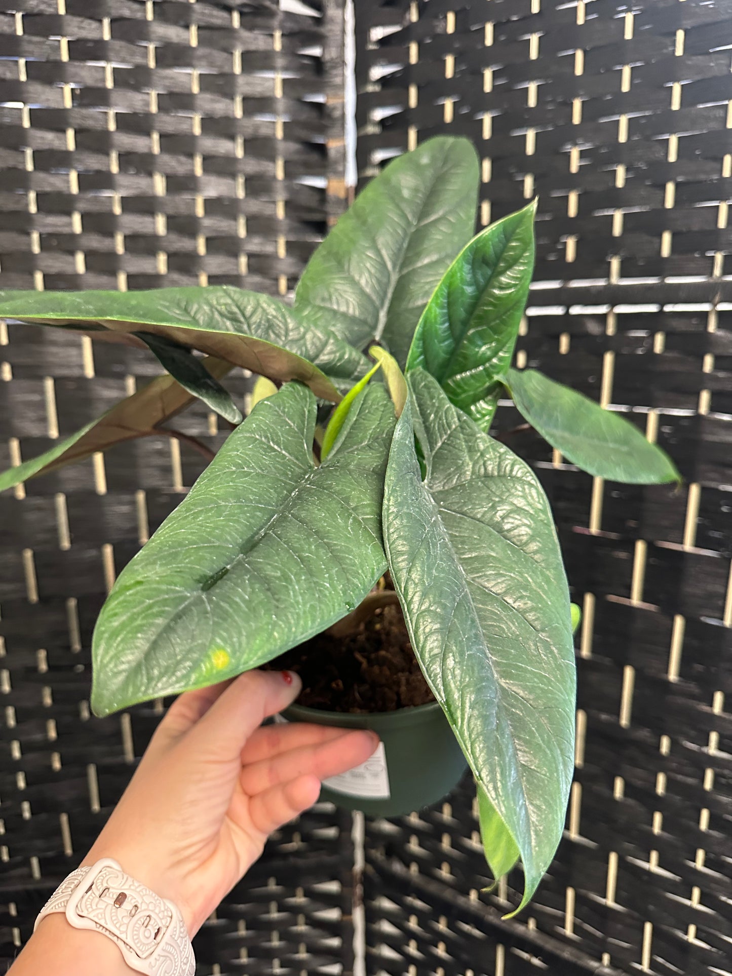 Alocasia Scalprum 6in