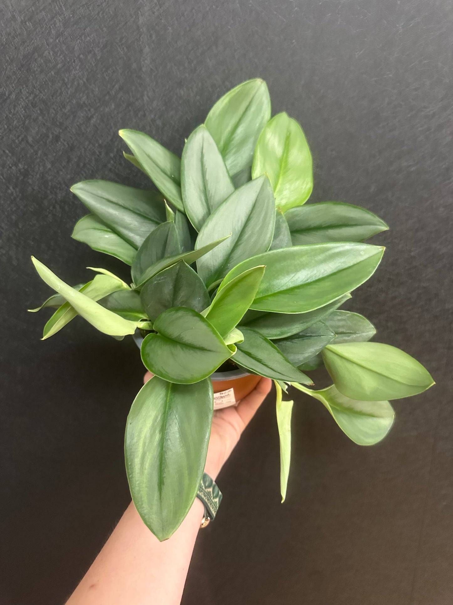 Treubii Moonlight Scindapsus 6in