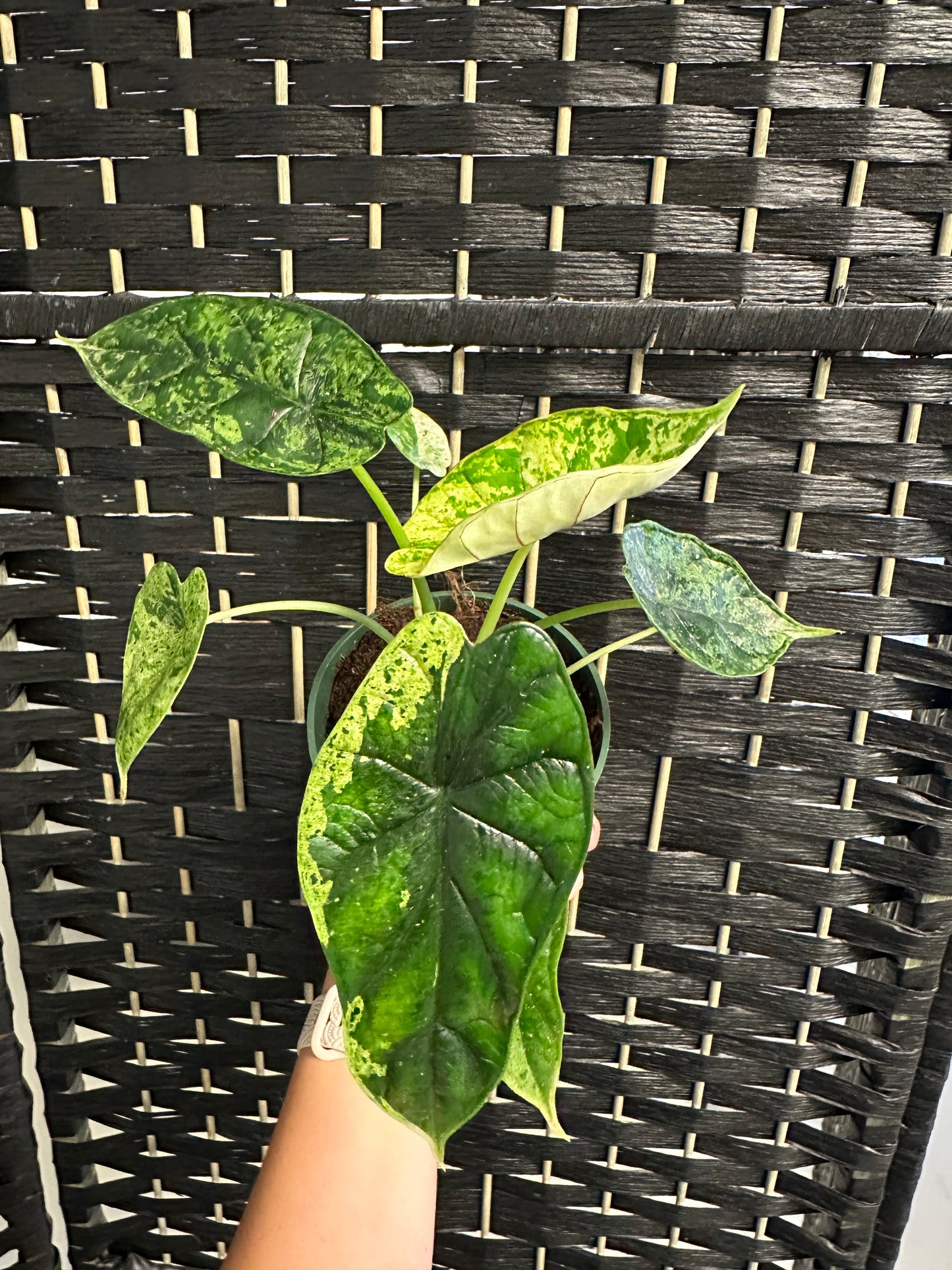 Alocasia Dragon Scale Mint 4in