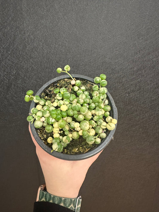 String of Pearls, Variegated 4in