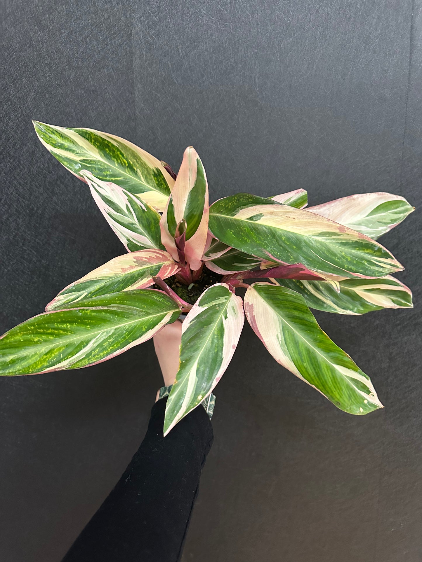 Stromanthe TrioStar 4in