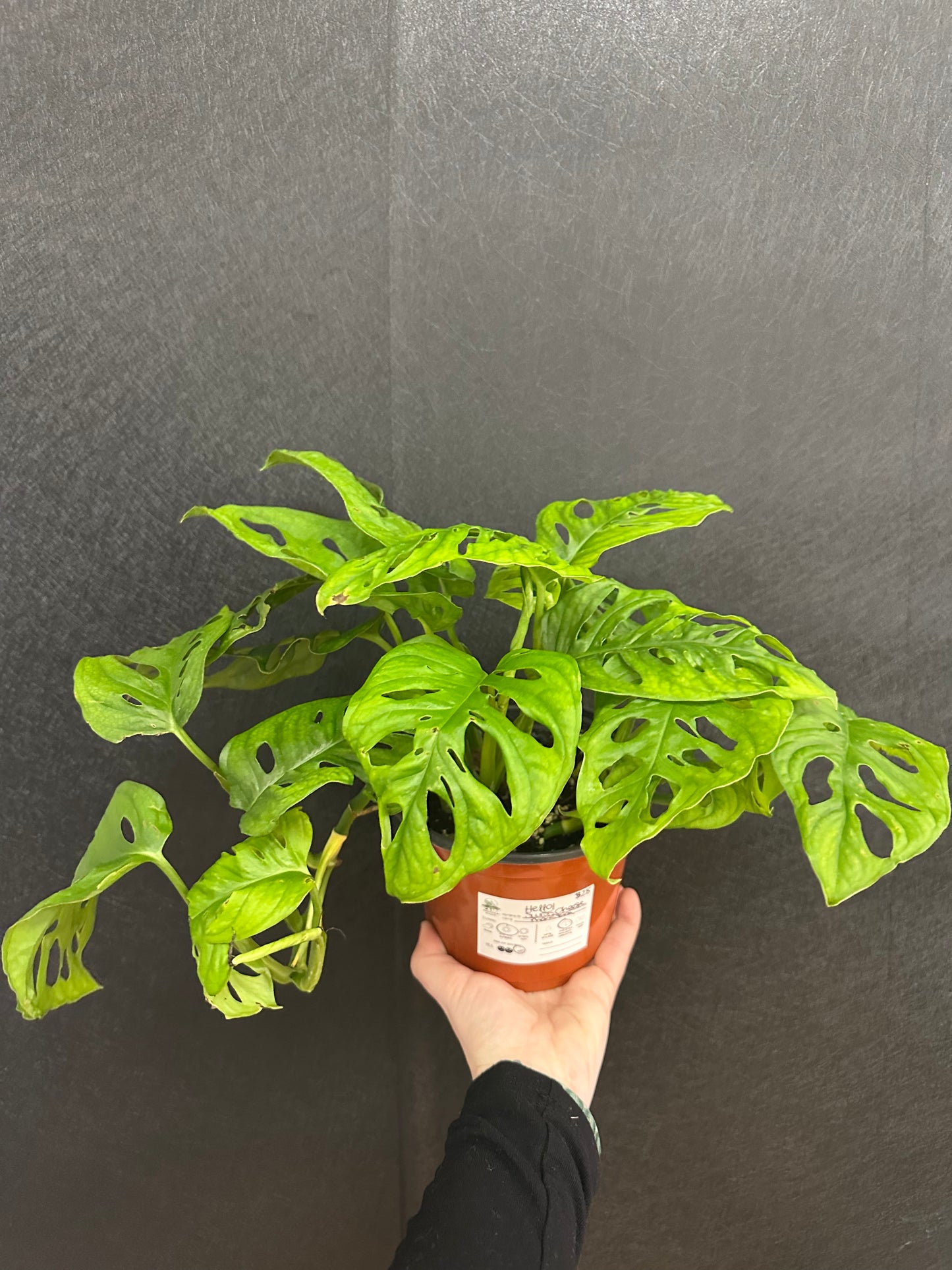 Swiss Cheese Monstera 6in