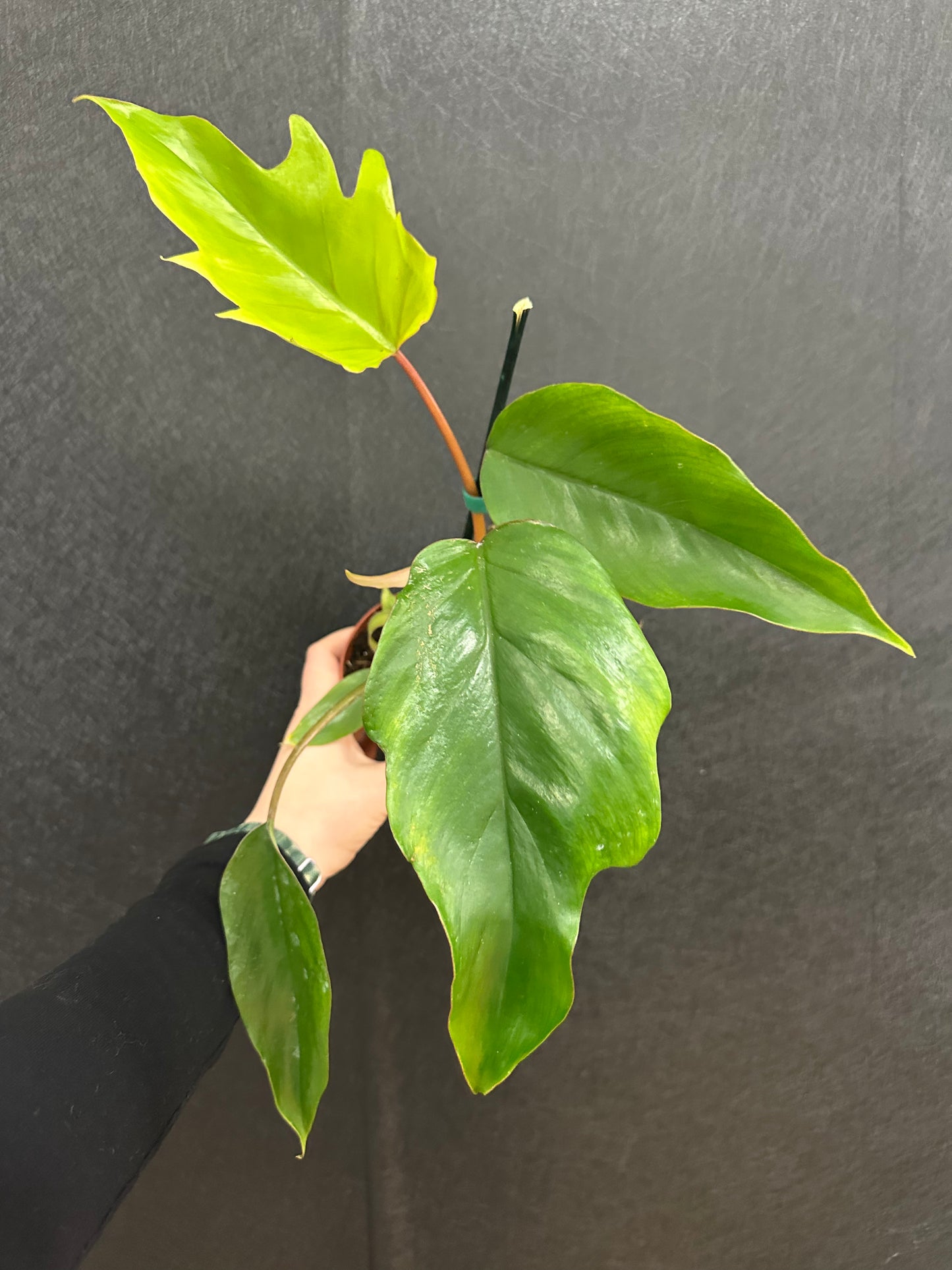 Mayoi Philodendron 4in