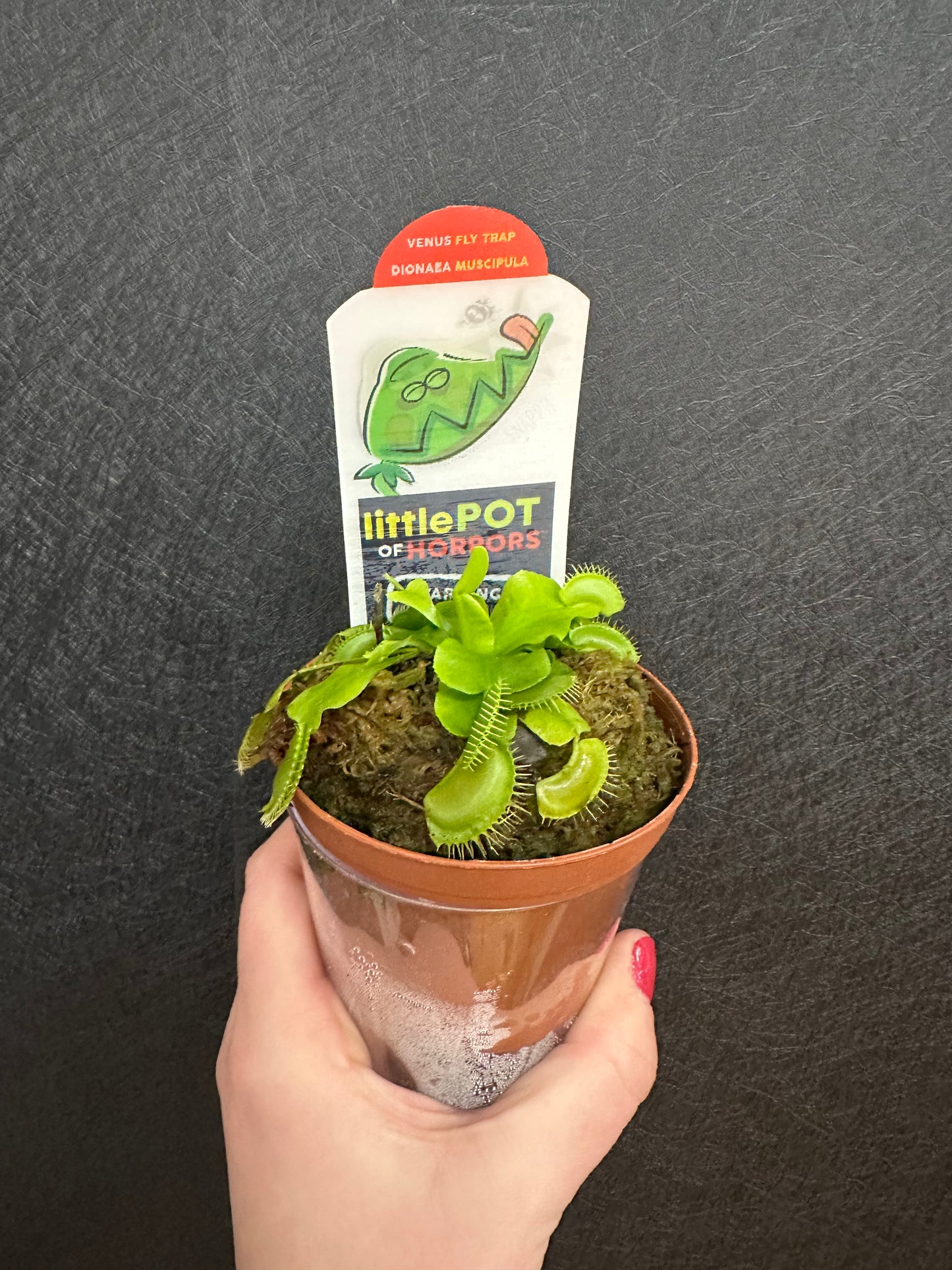 Venus Fly Trap