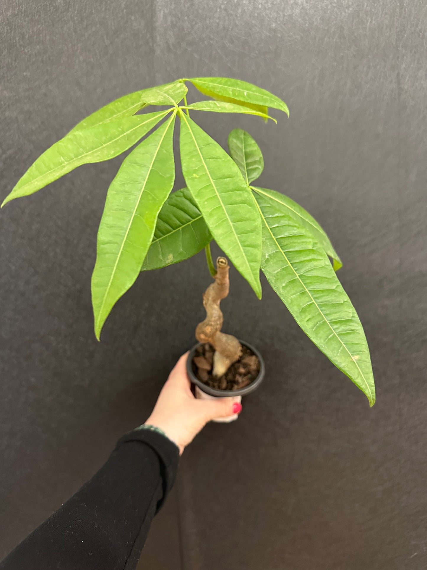 Money Tree 4in