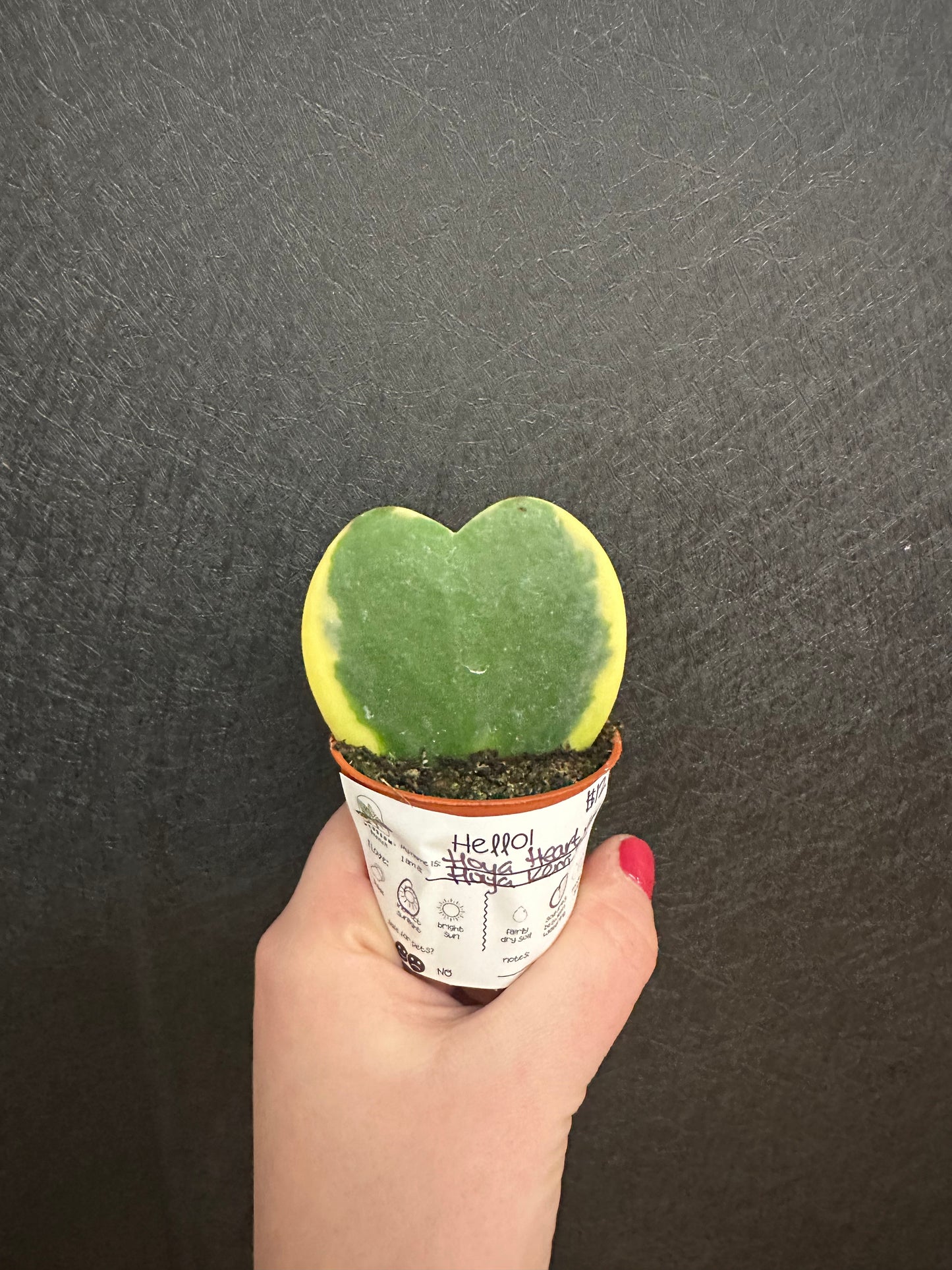 Hoya Heart, Variegated 2in