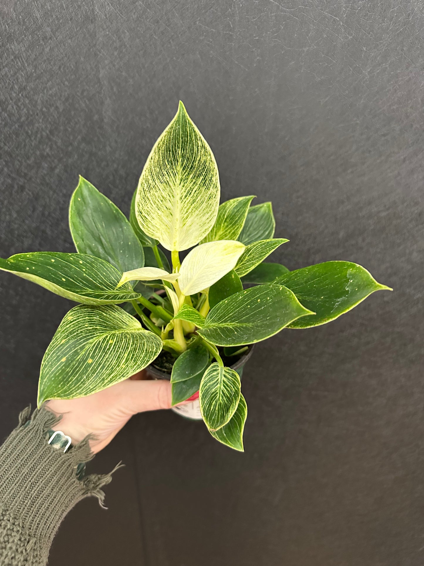 Philodendron Birkin 4in