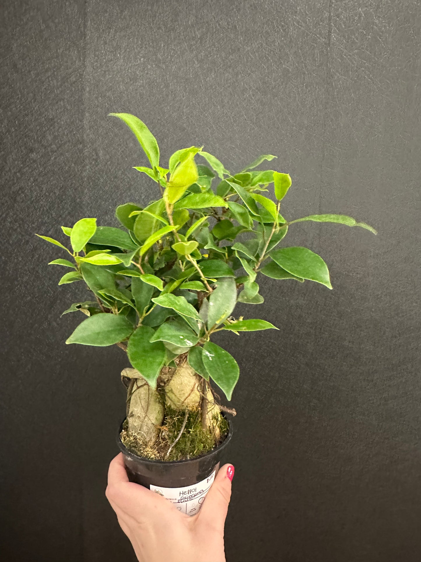 Ficus Ginseng 4in