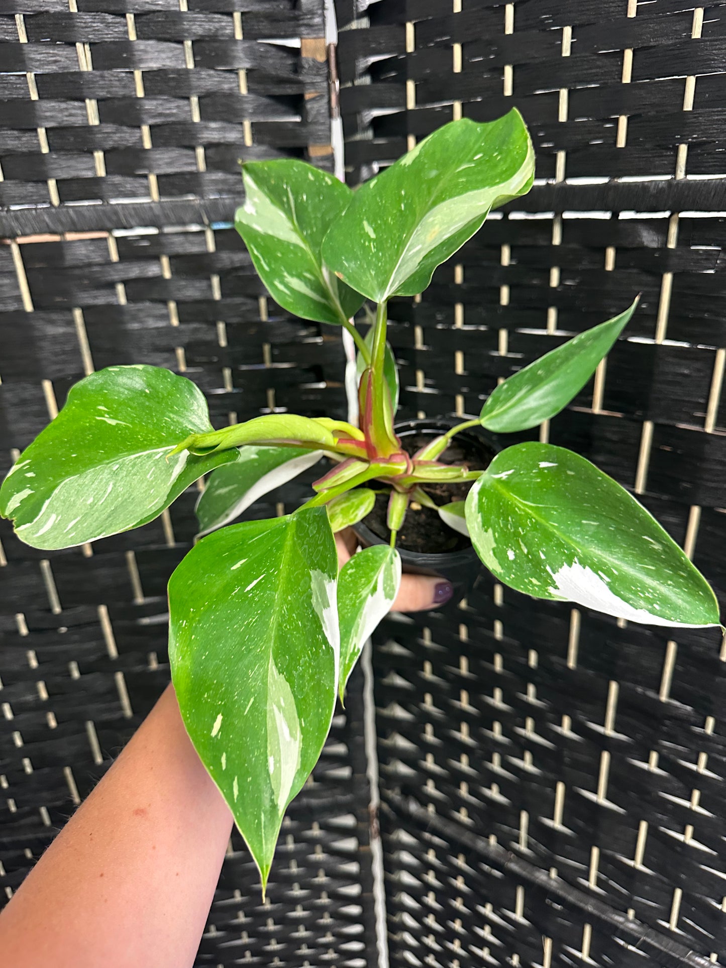 White Knight Philodendron 4in