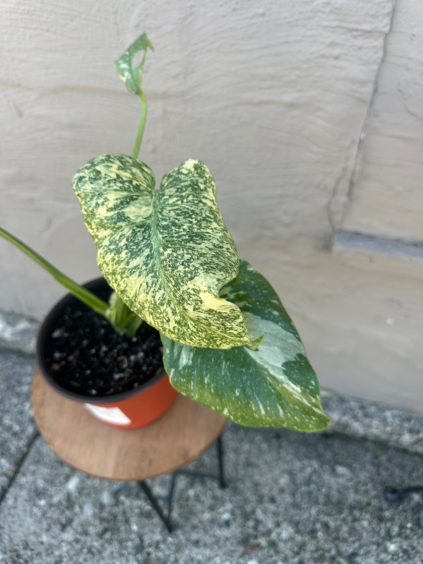 ‘Starlight’ Thai Constellation Monstera