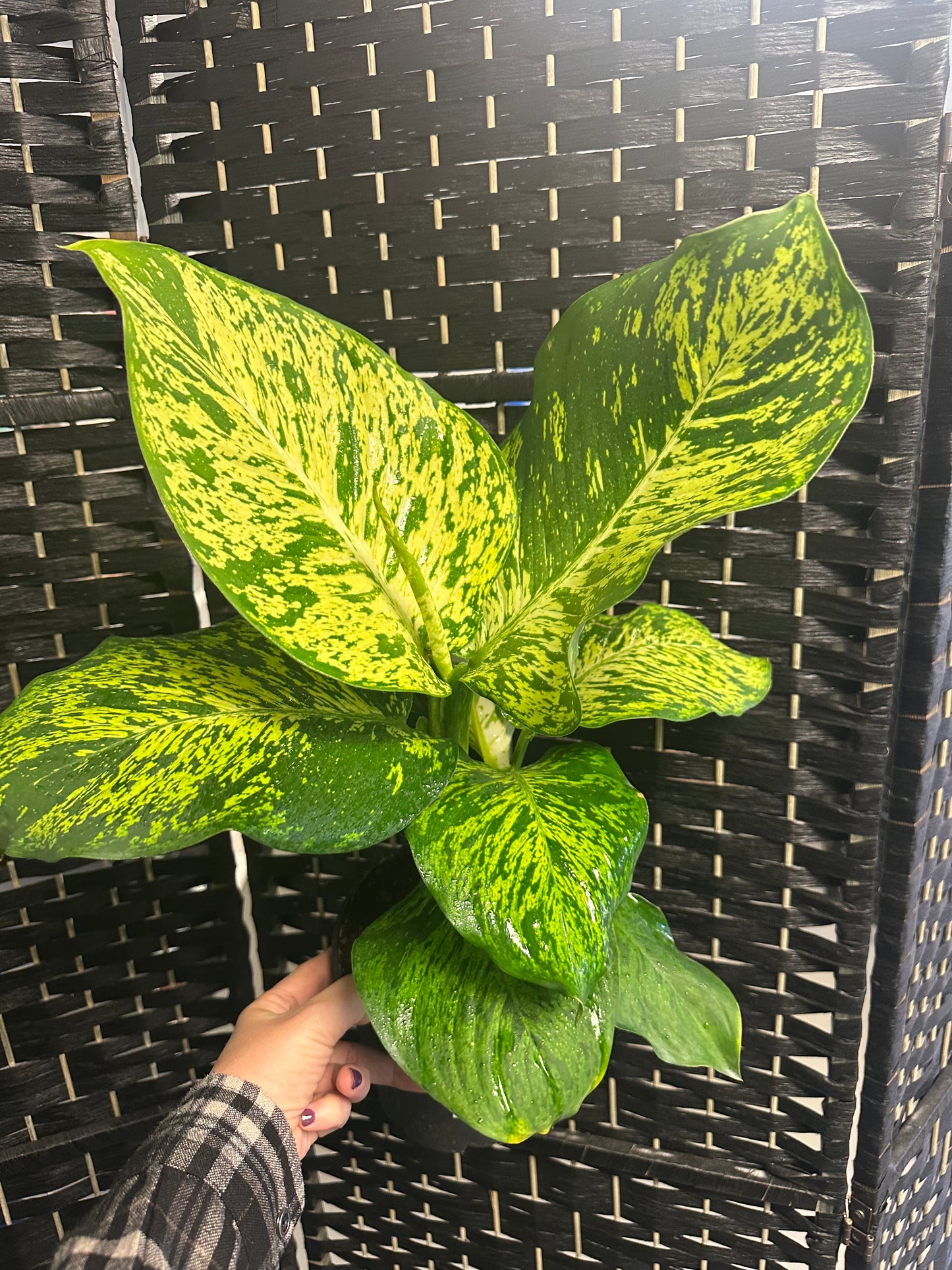 Mars Dieffenbachia 6in