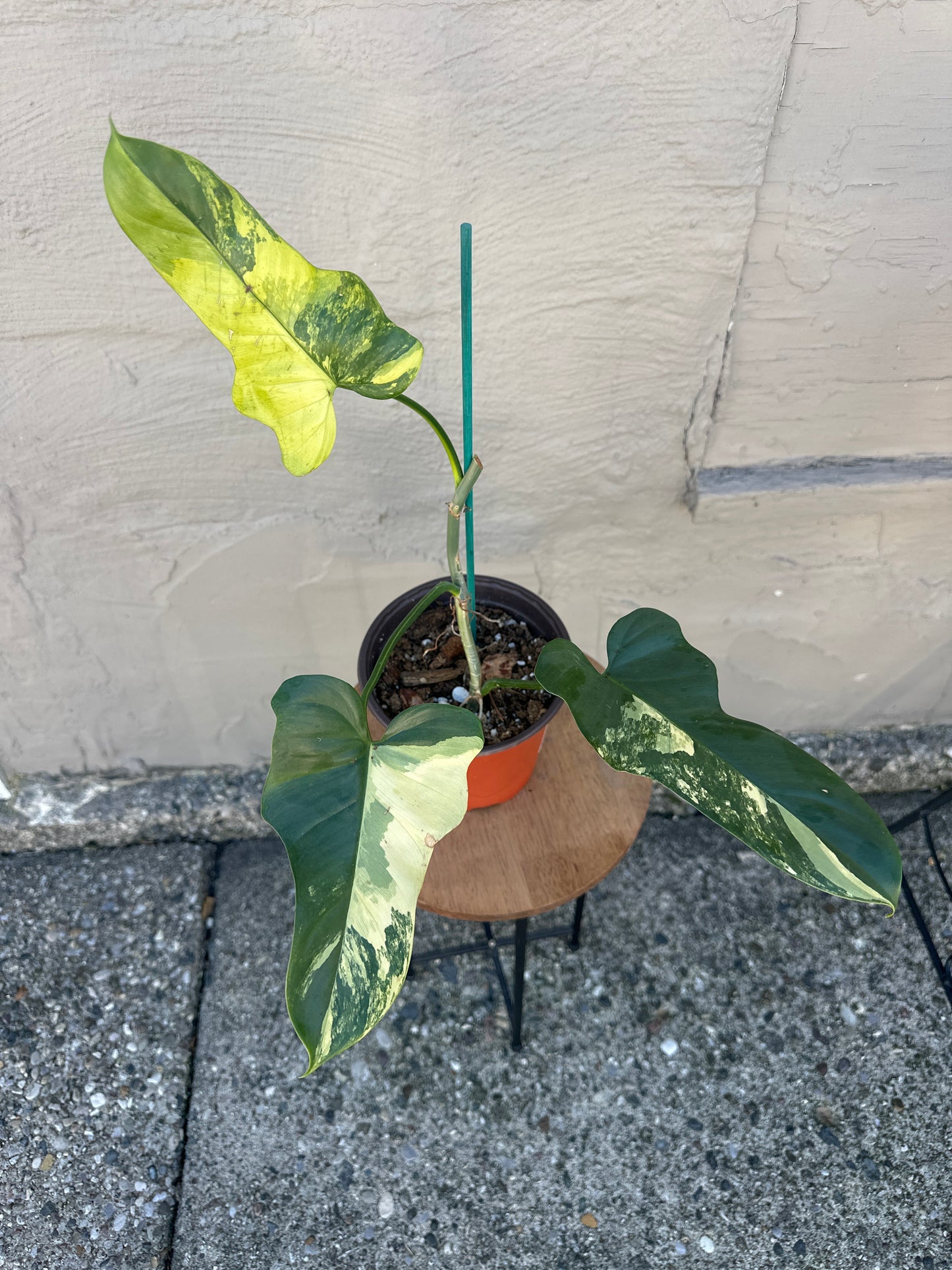 Philodendron Golden Violin, variegated 6in