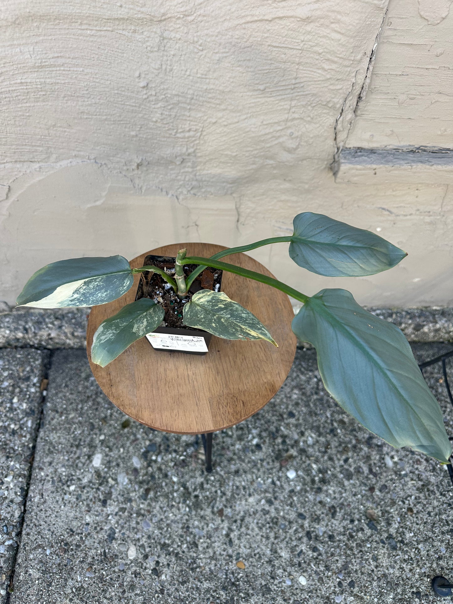 Philodendron Silver Sword, Variegated 4in