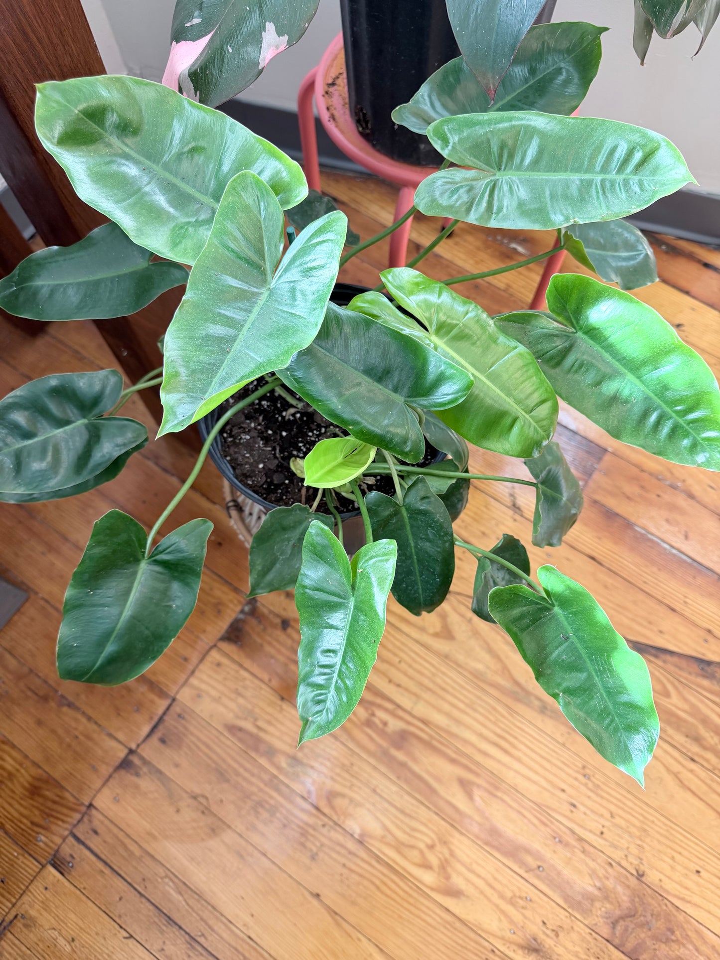 Philodendron Burle Maxii 2 Gallon