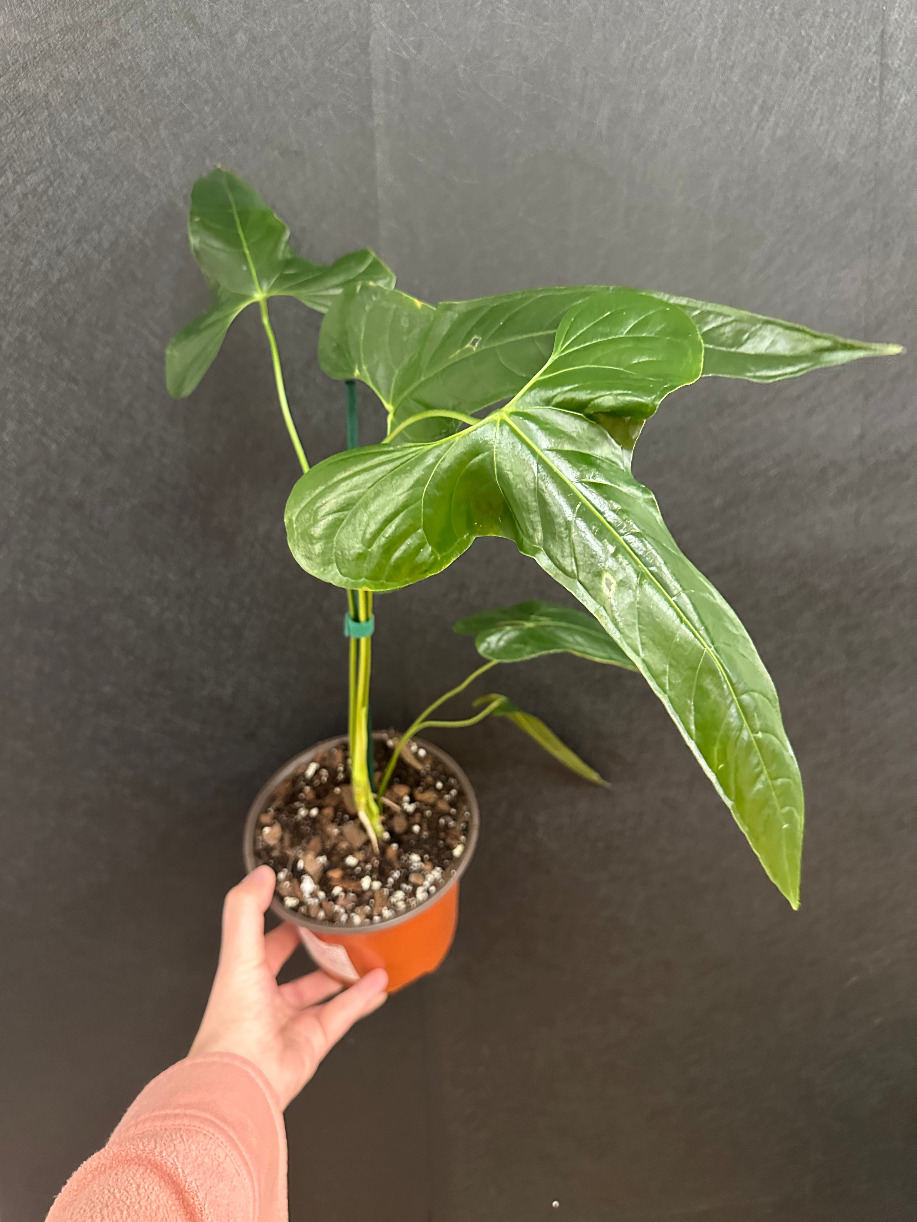 anthurium macrolobium for sale Anthurium Balaoanum 6in