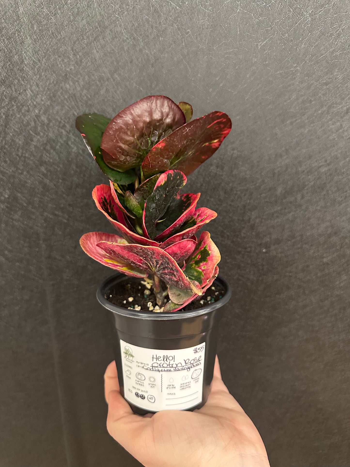 Croton Rose 4in