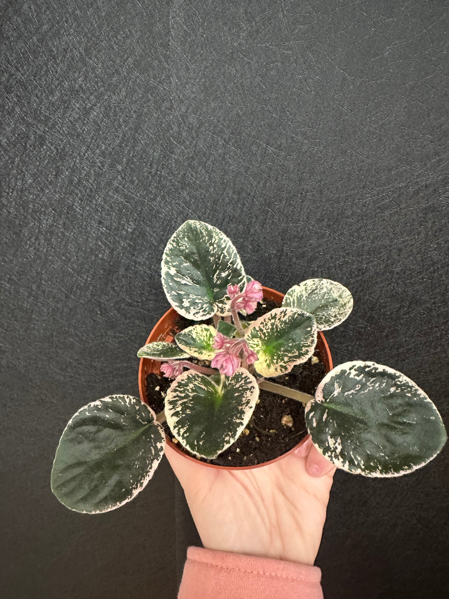 Harmonys Romance African Violet 4in