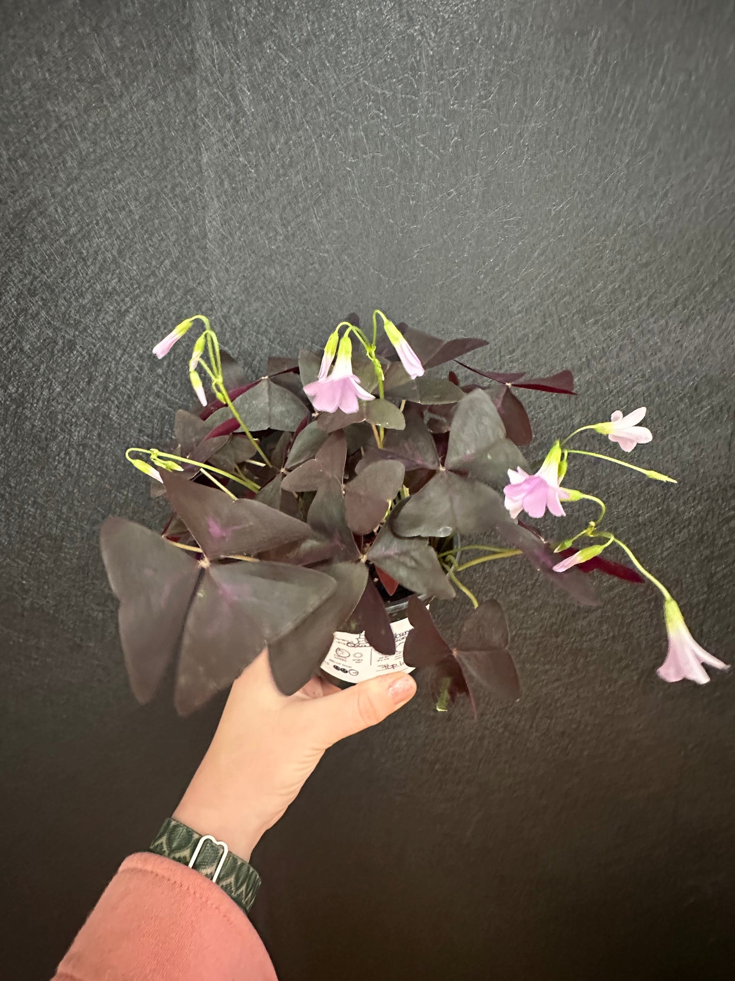 Purple Shamrock Oxalis triangularis 4in