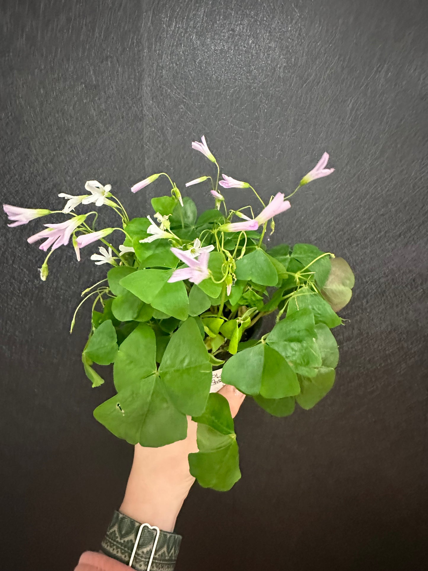 Green Shamrock Oxalis regnellii 4in
