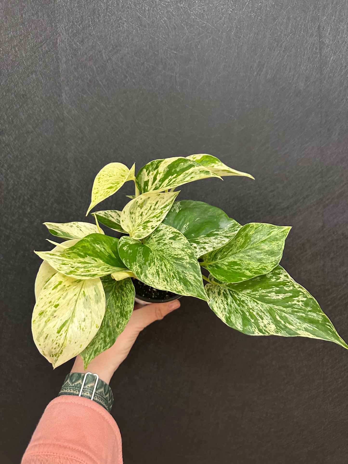 Snow Queen Pothos 4in