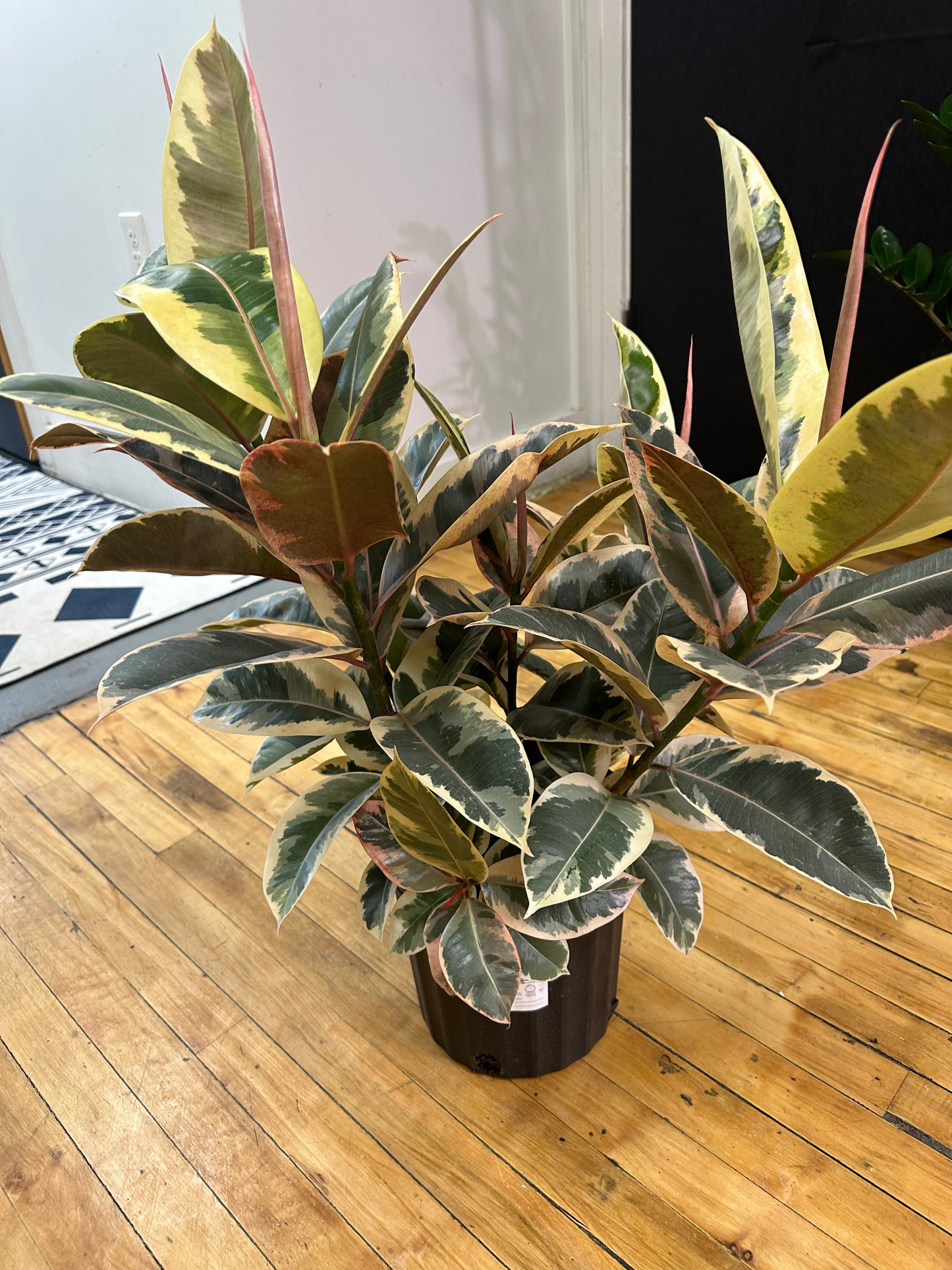 Tineke Ficus 8in