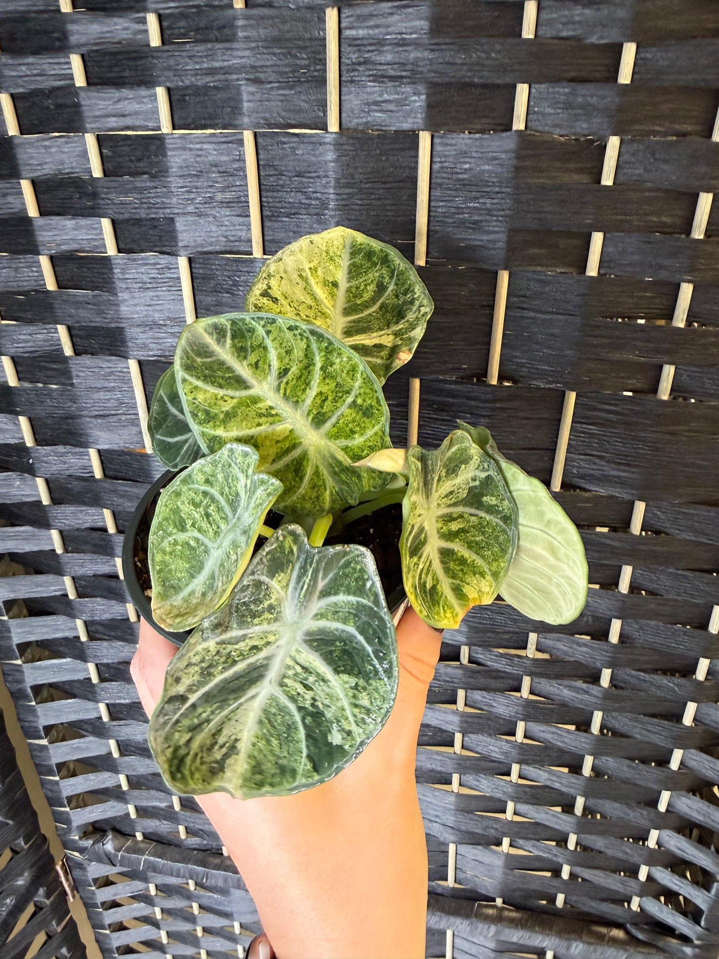 Alocasia Ninja TriColor 4in