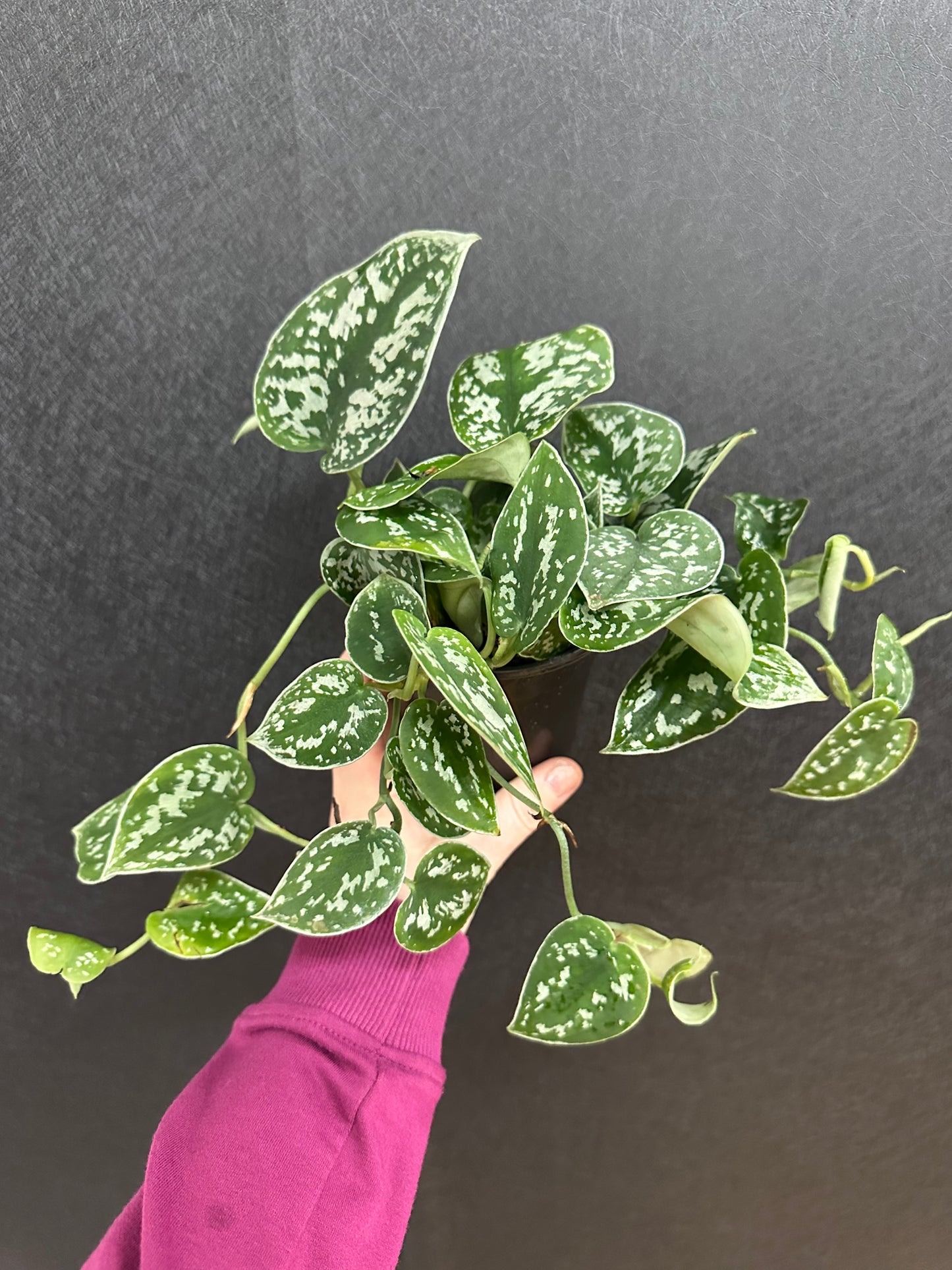 Satin Pothos 4in
